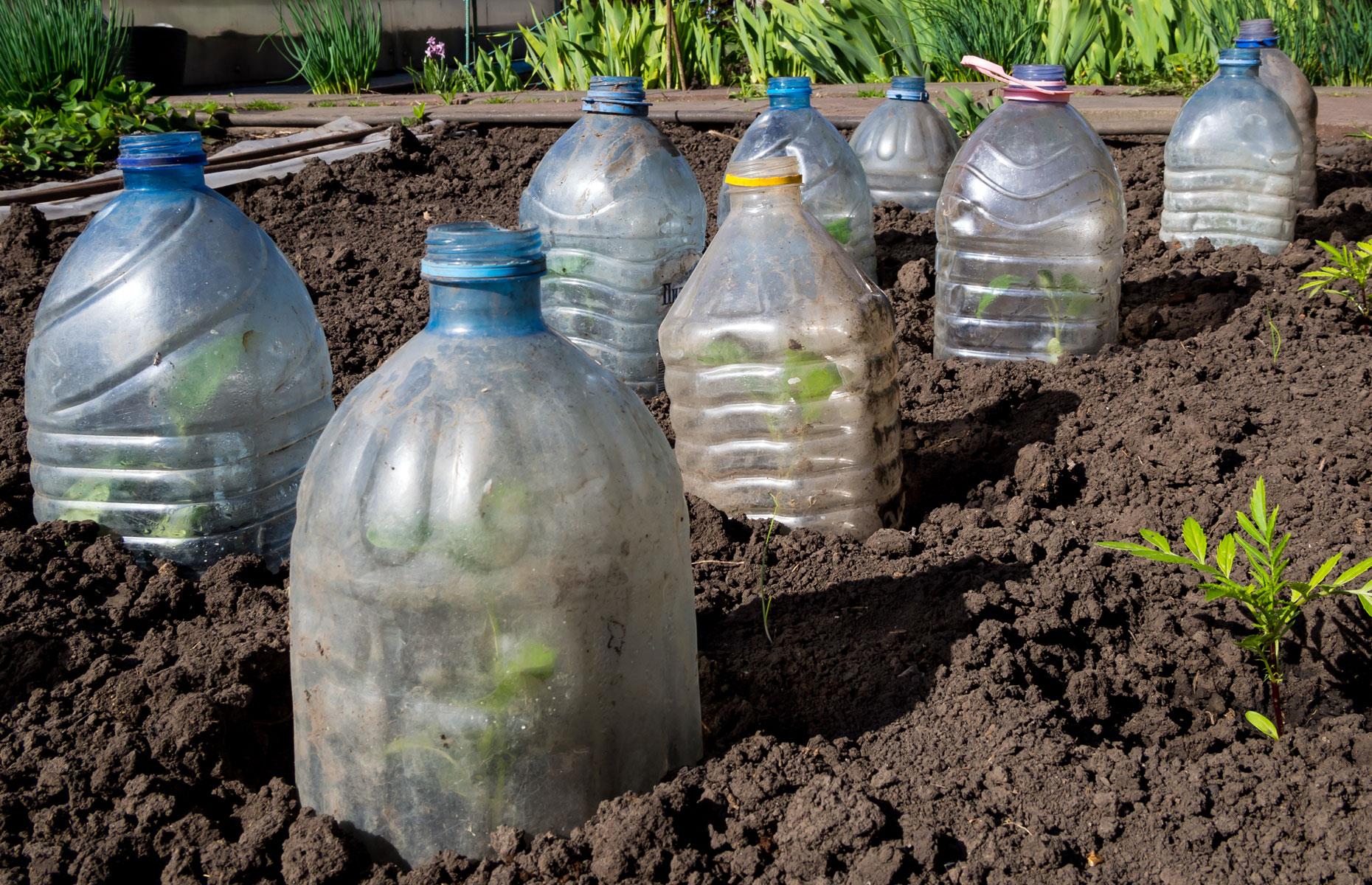 Use bottles to protect seedlings