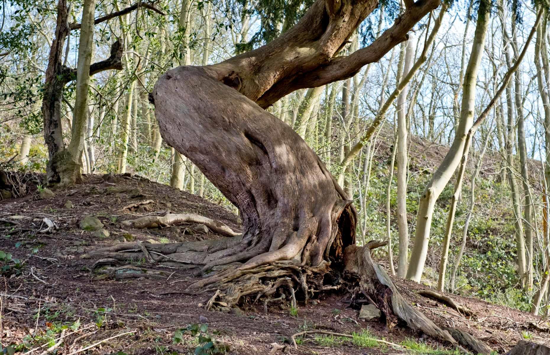 The evolution of tree roots may have driven mass extinctions 