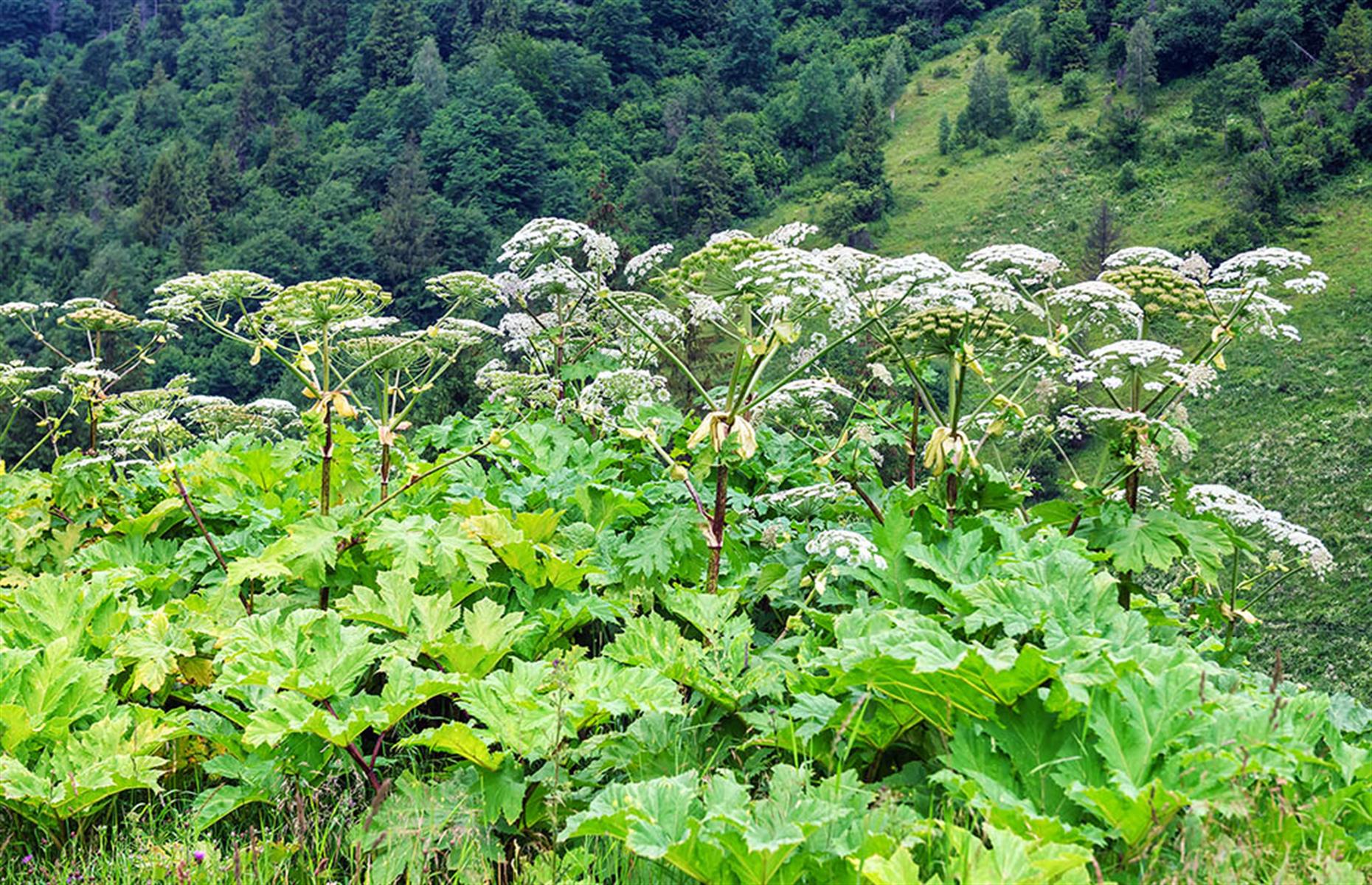 Giant hogweed treatment