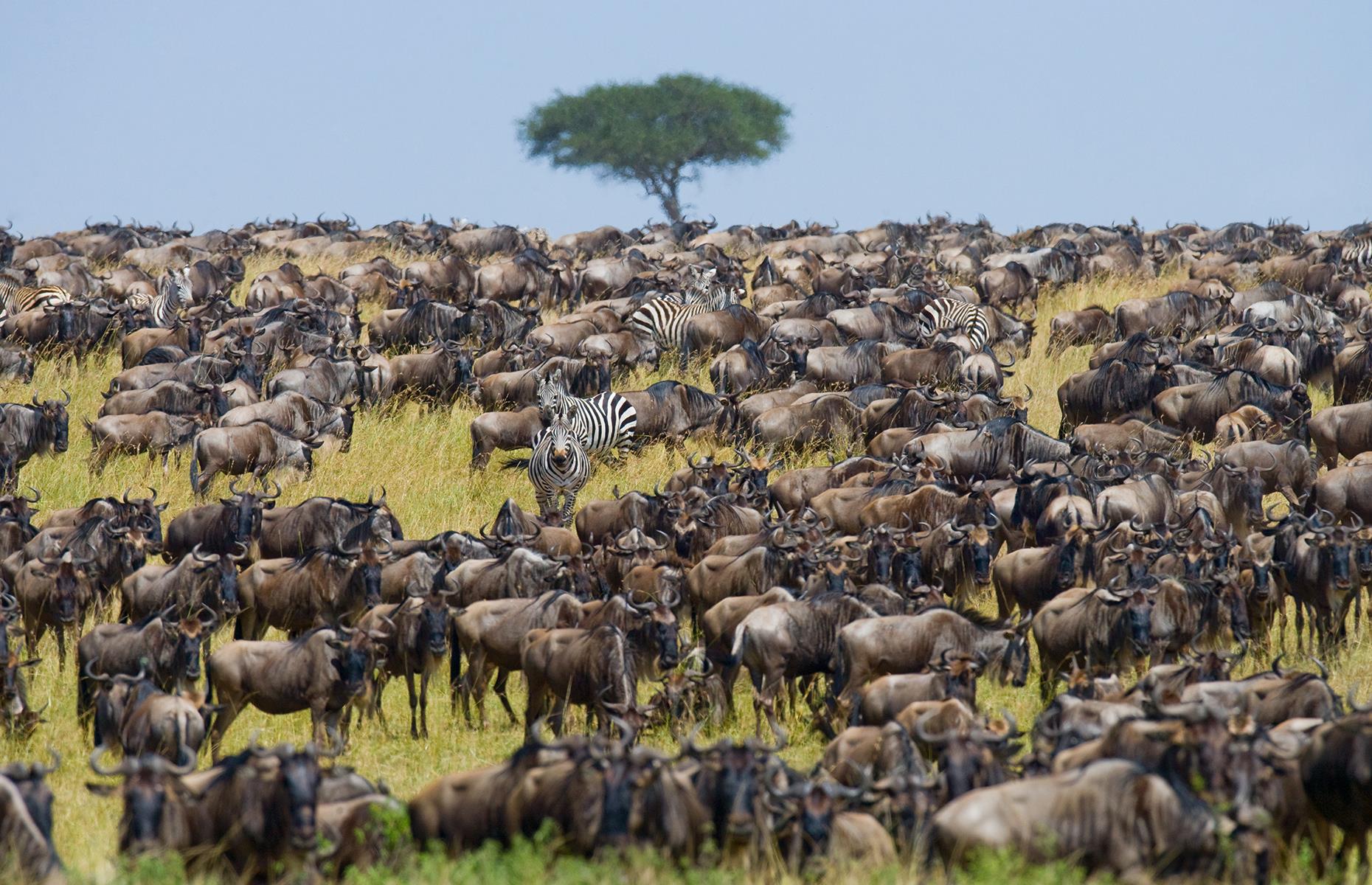 Wildebeest migration, Tanzania and Kenya