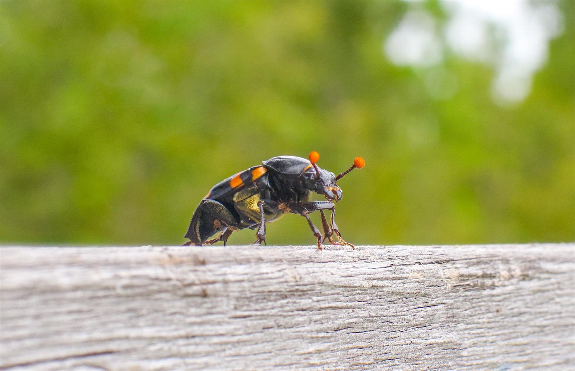 Protected species: beetles