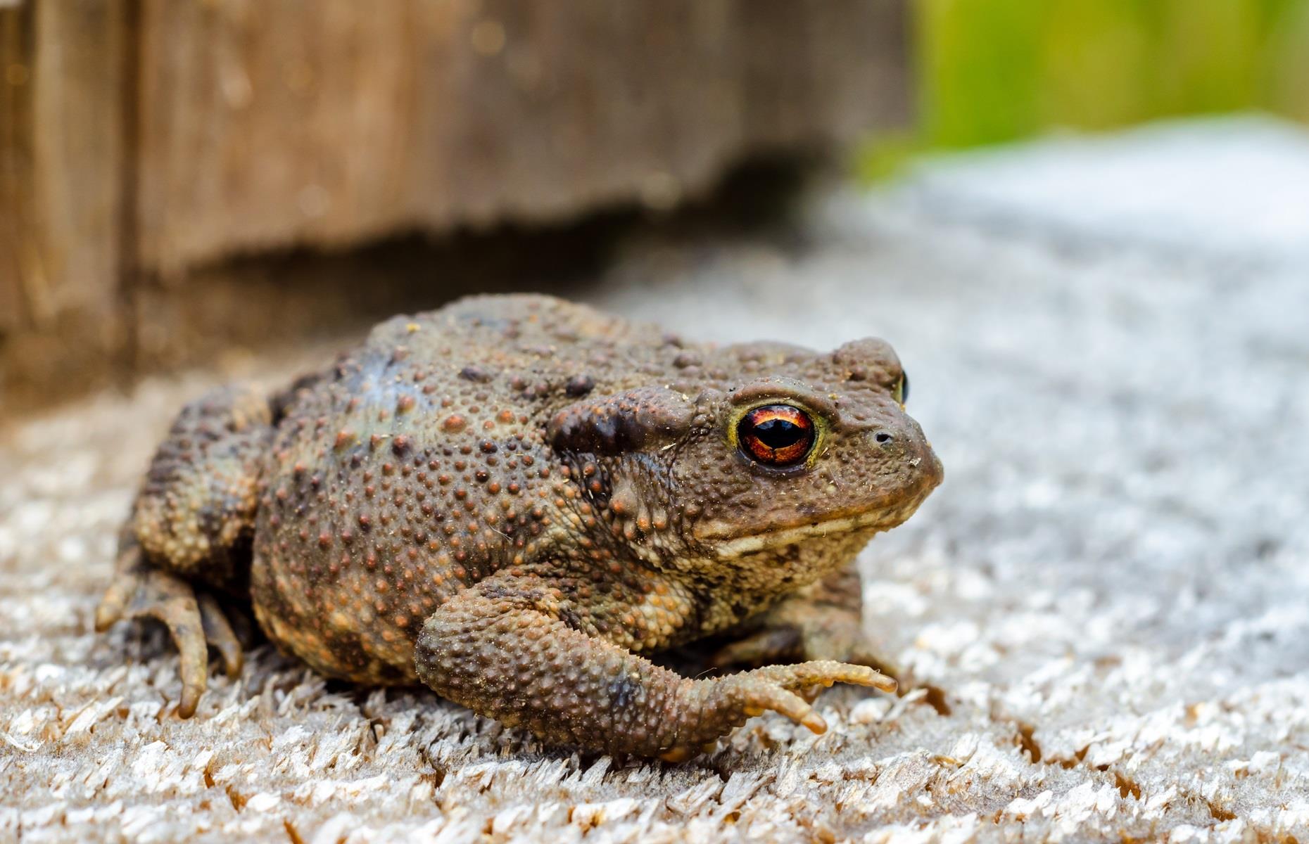 Protected species: frogs and toads