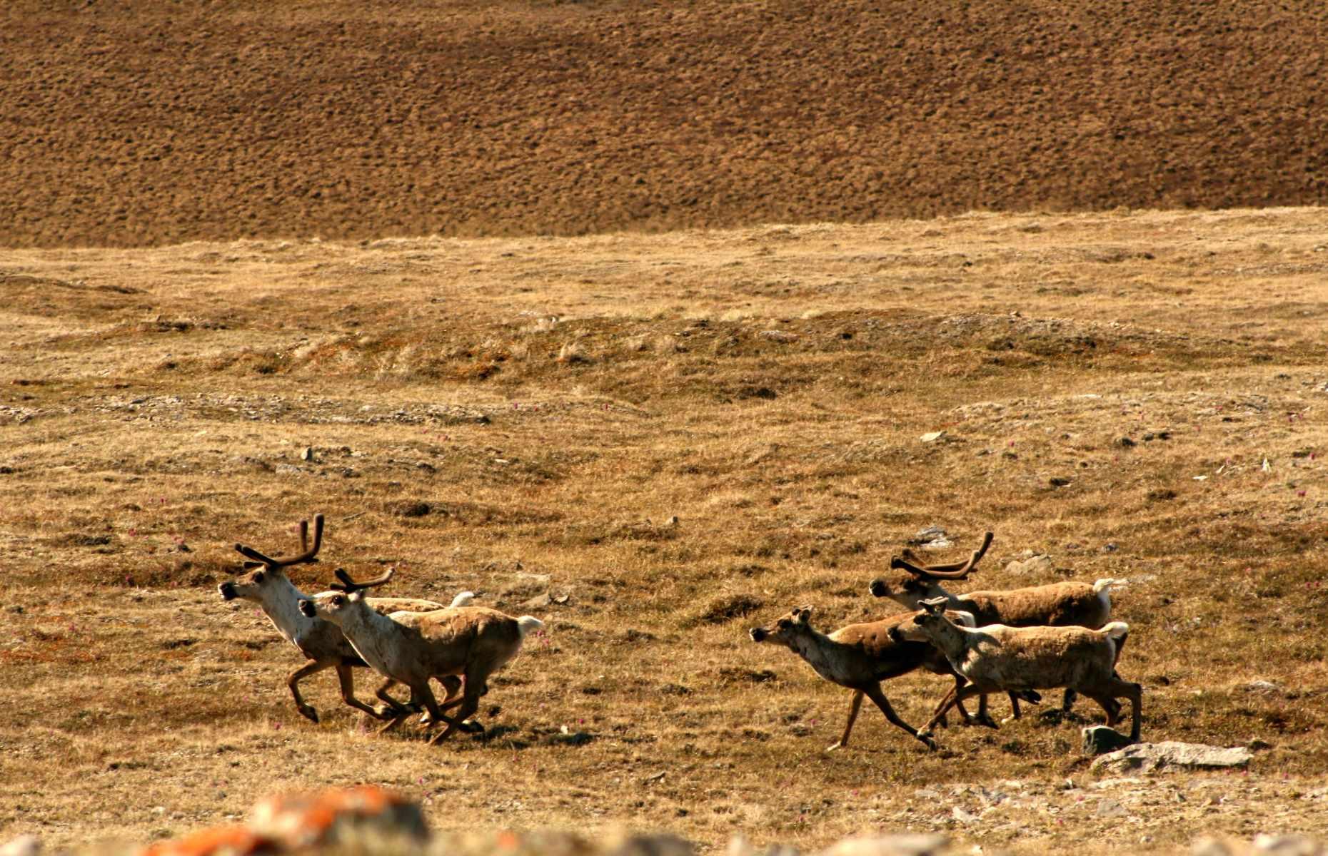 Witness a unique migration, Ivvavik National Park, Yukon Territory