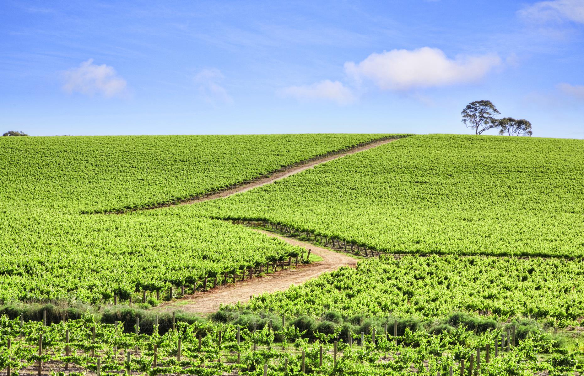 South Australia: Adelaide to the Clare Valley 