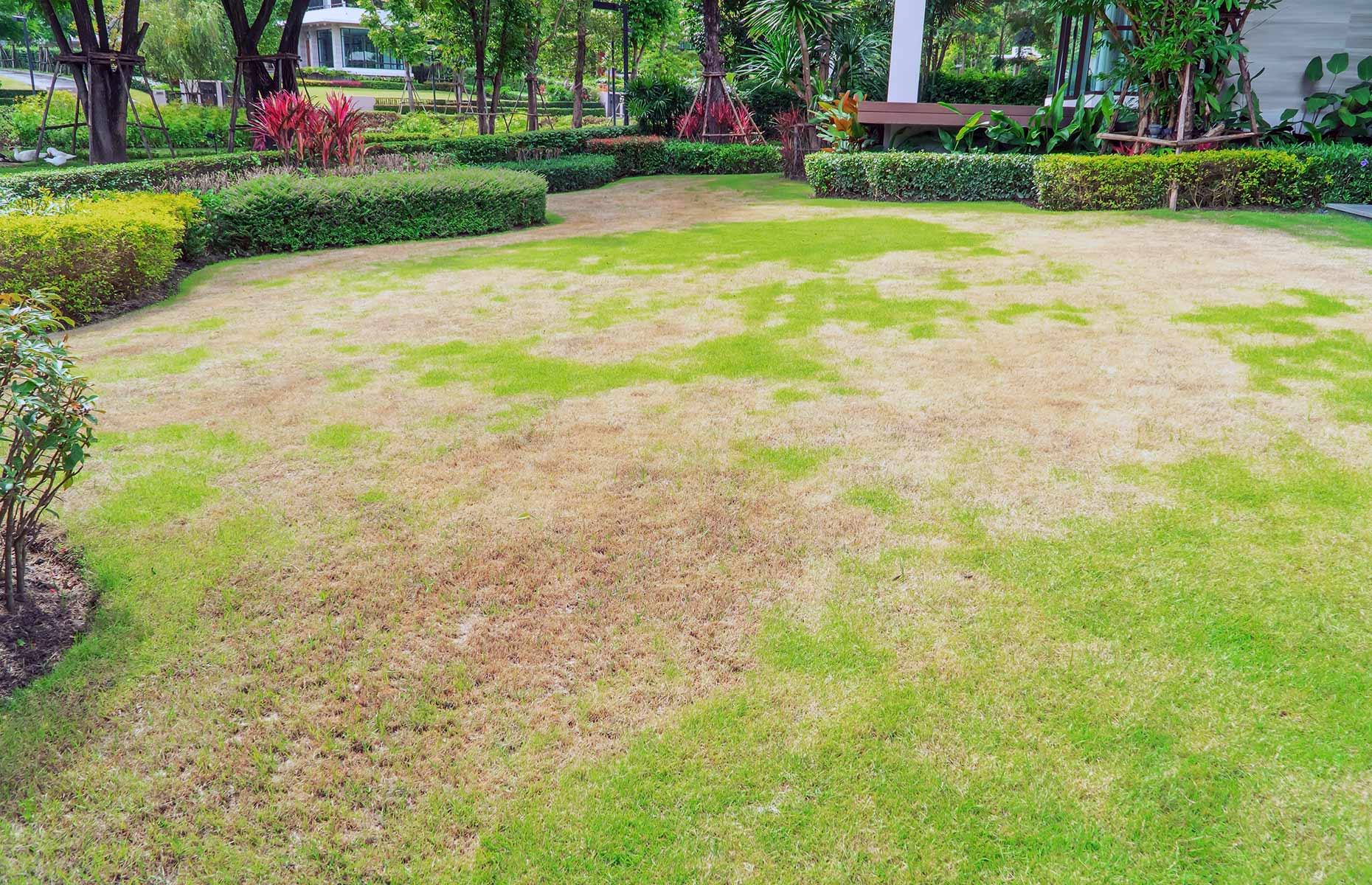READ MORE: Garden problems and how to tackle them
