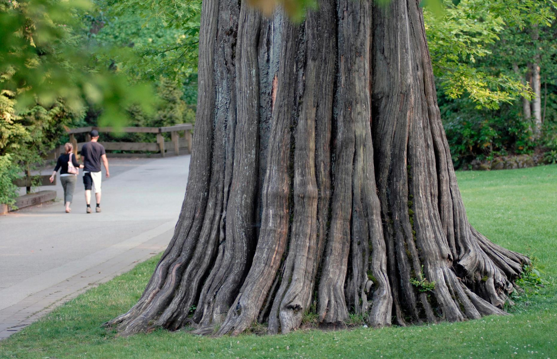 Now: Stanley Park, Vancouver, British Columbia