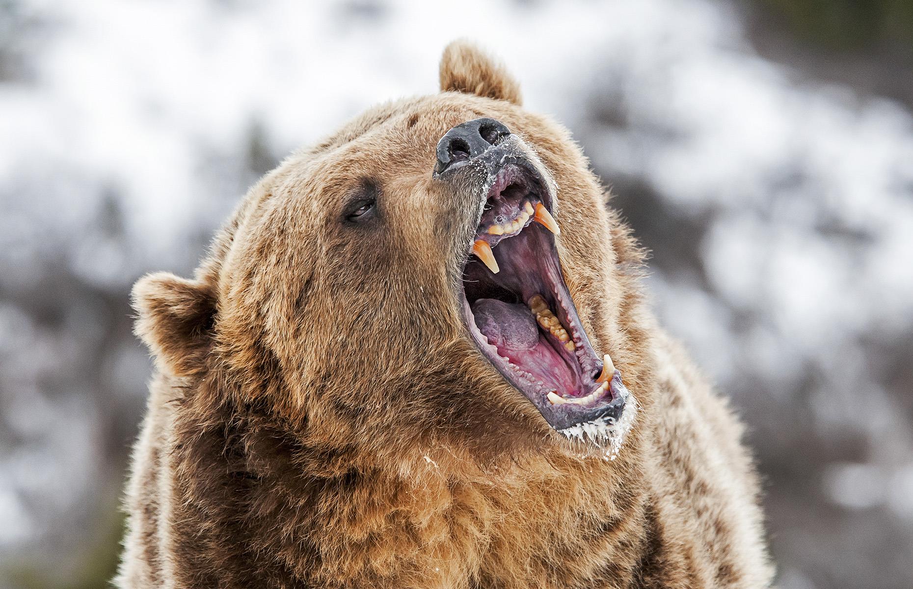 Grizzly bear