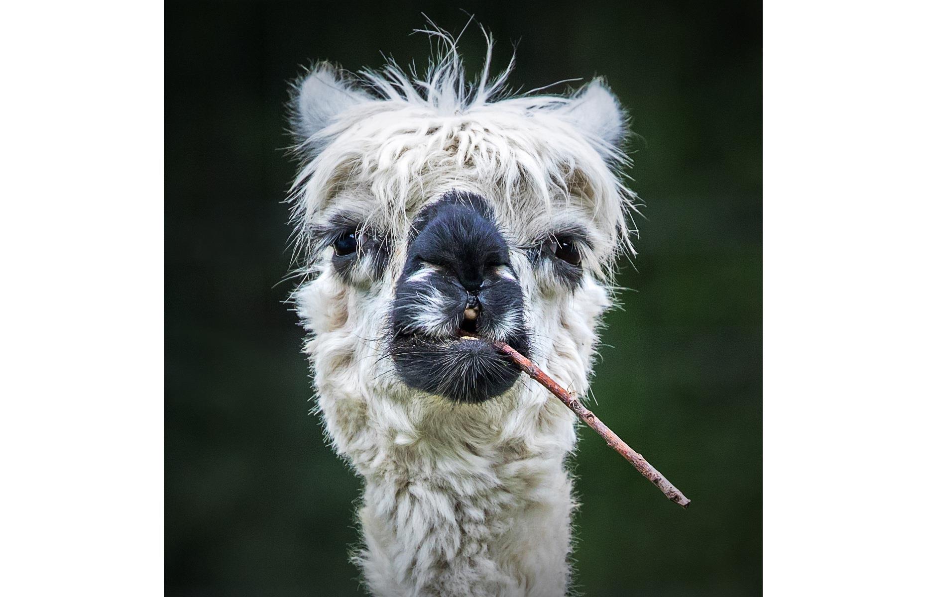 Smokin' alpaca