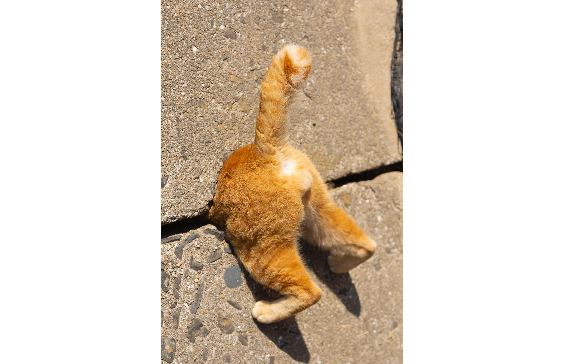 Cat in a trap like Super Mario