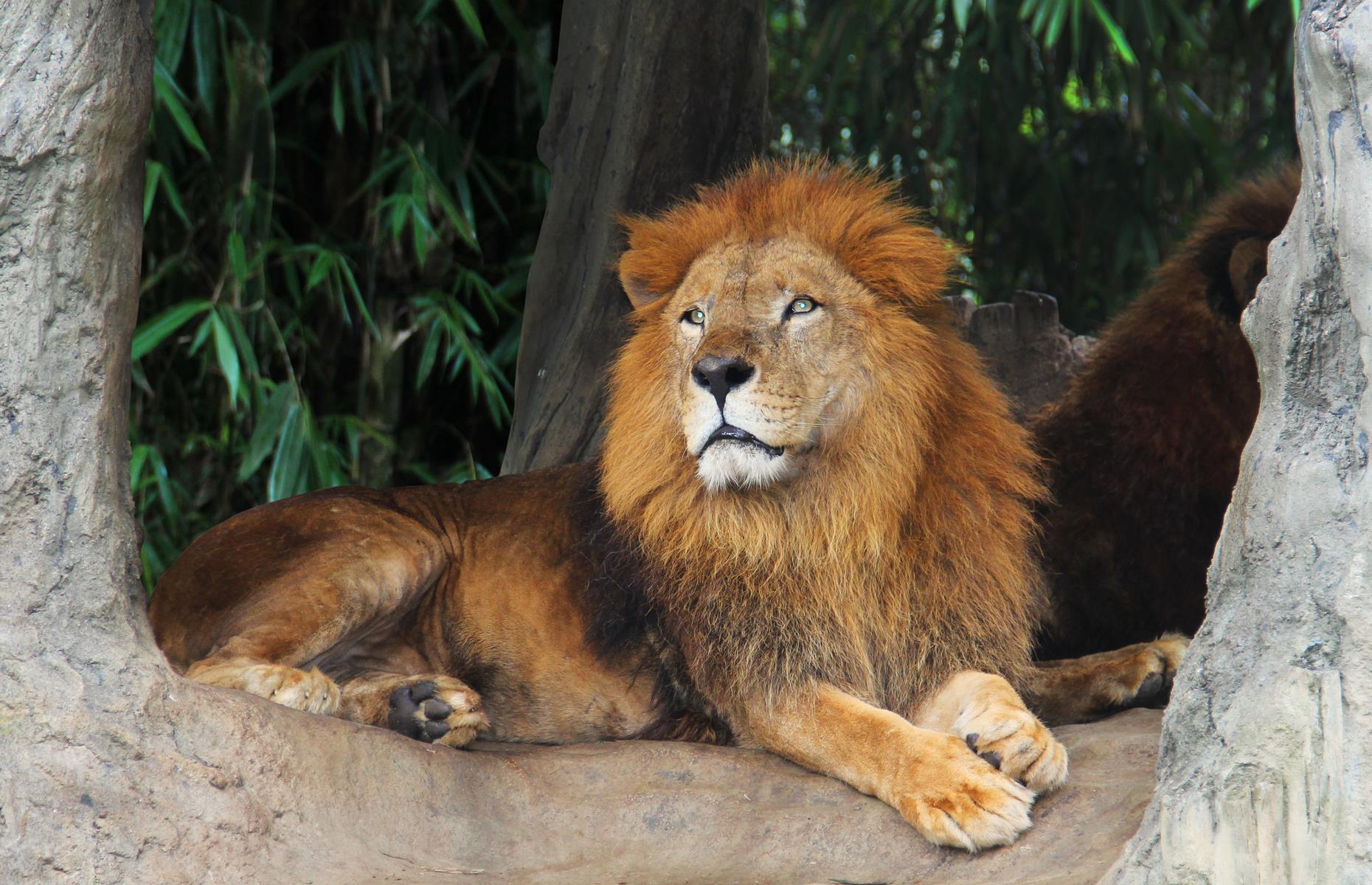 Bronx Zoo, New York