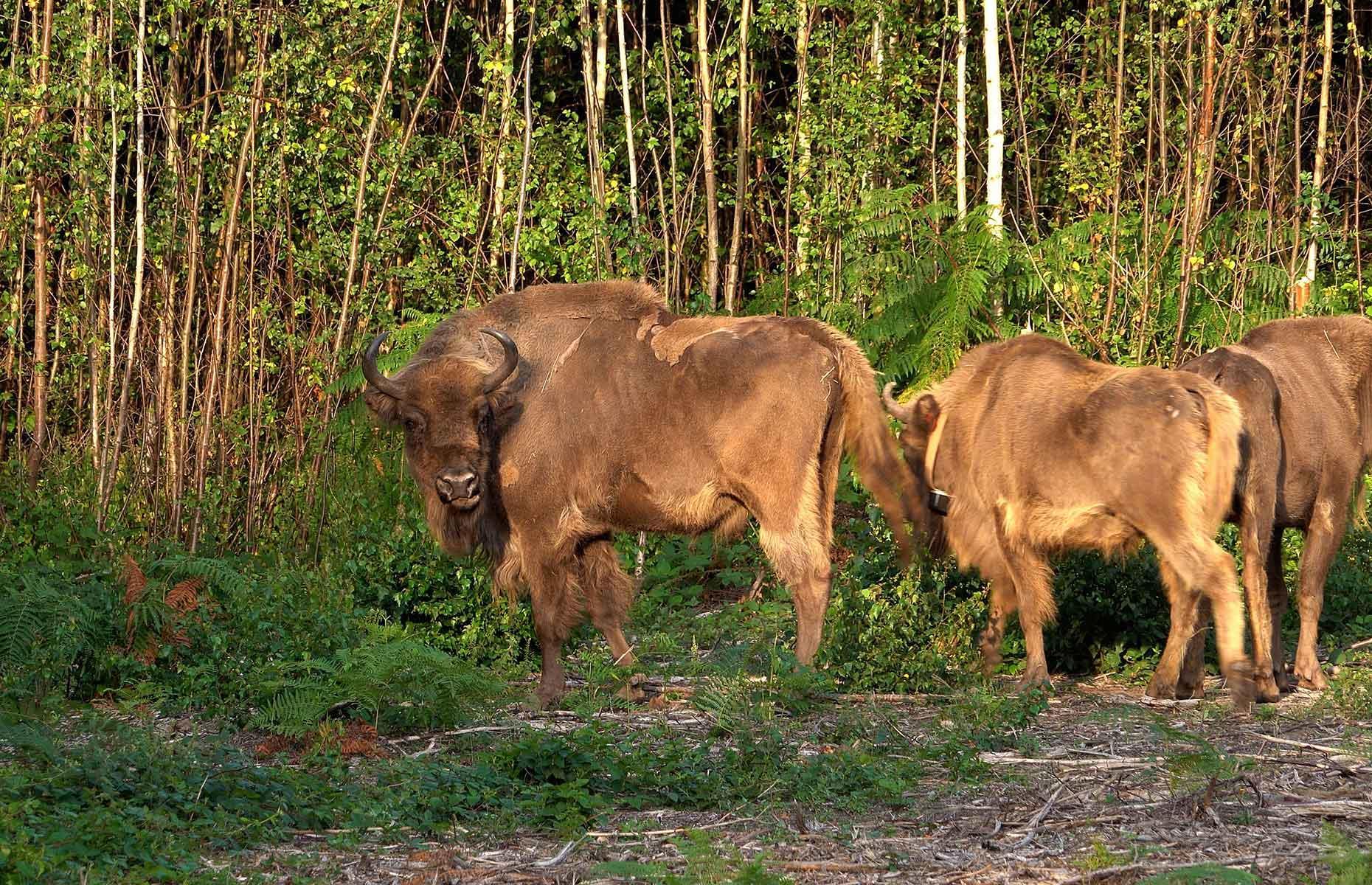 Wild bison released into UK wild