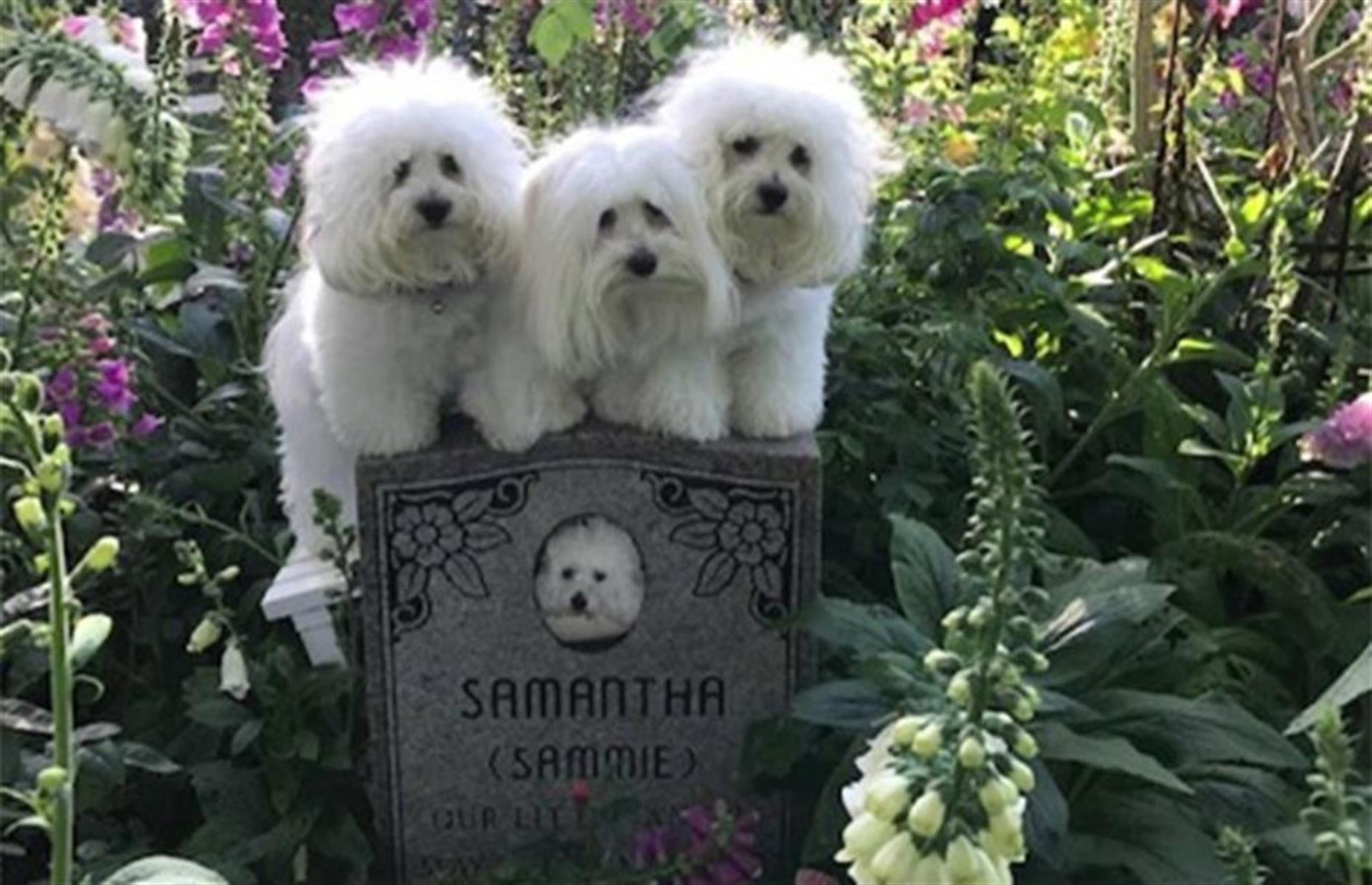 Les chiens clonés de Barbra Streisand, 61 361 € chacun