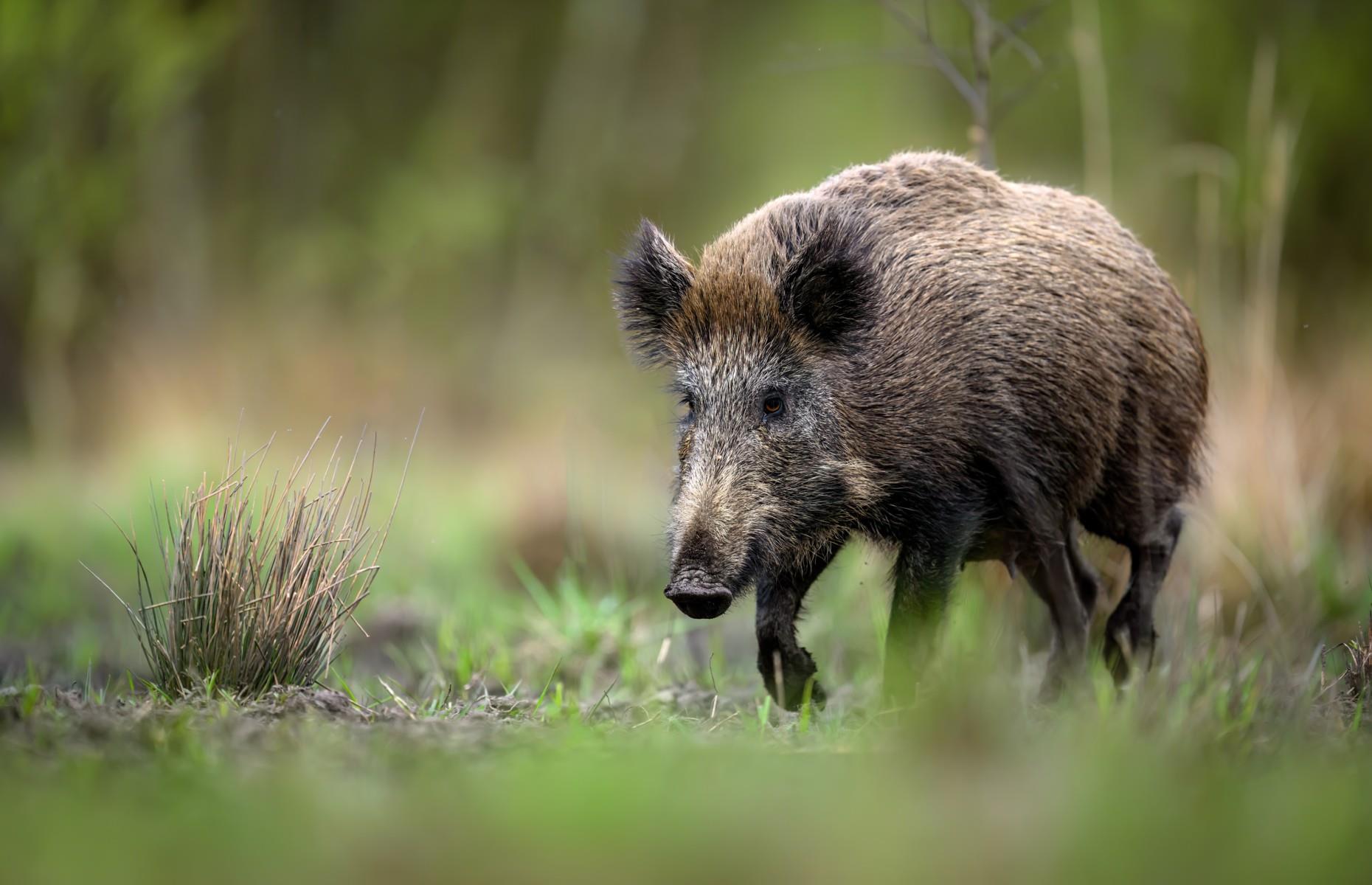 18. Wild boar