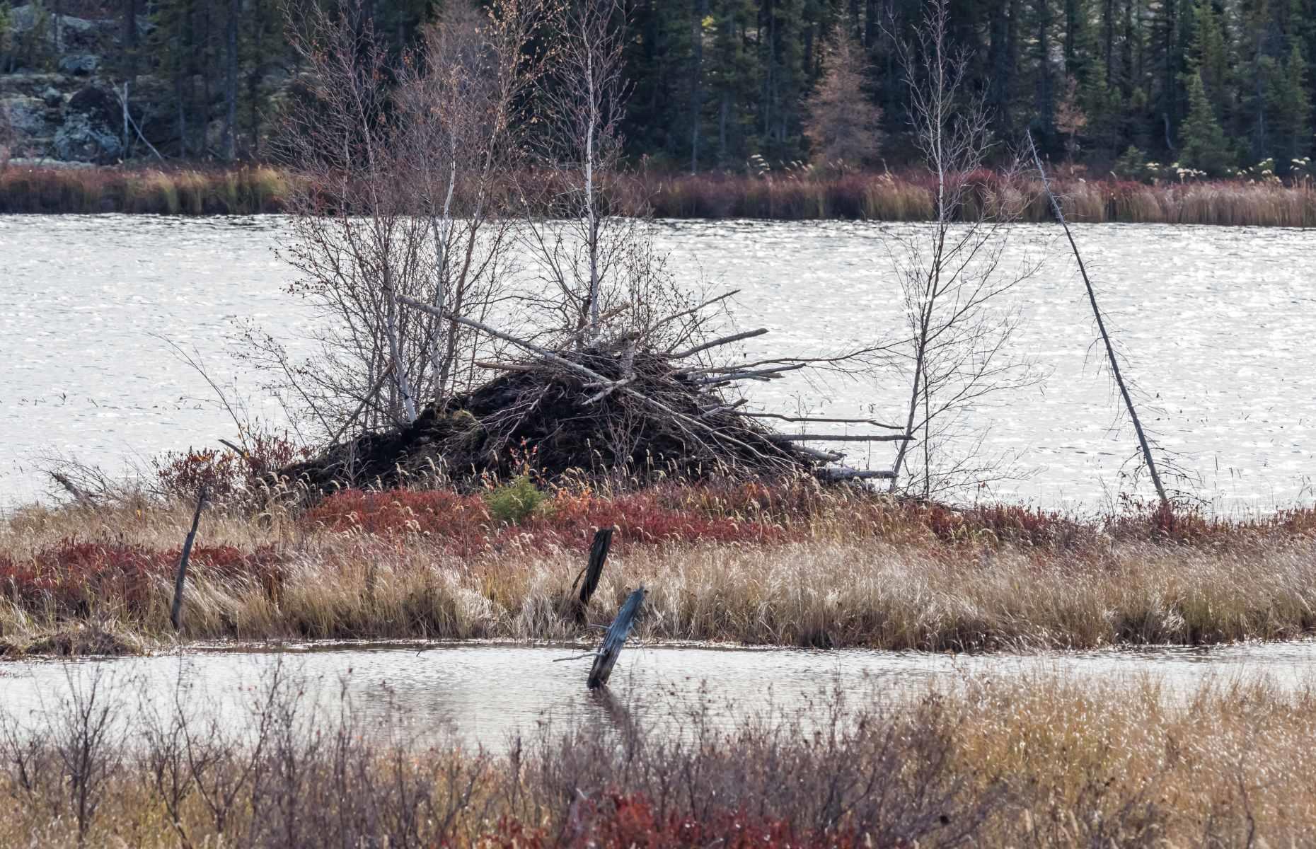 Look out for beavers, various, Alberta