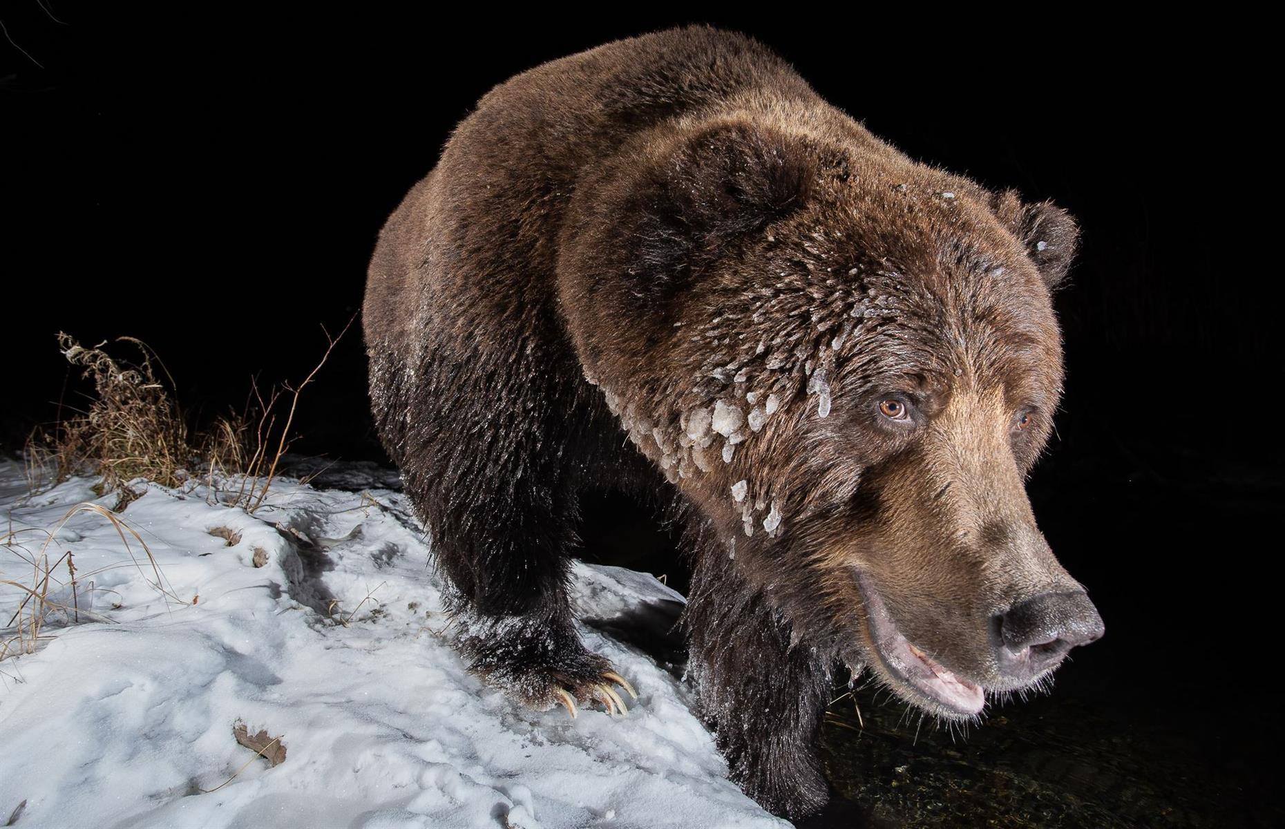 Ice Bear