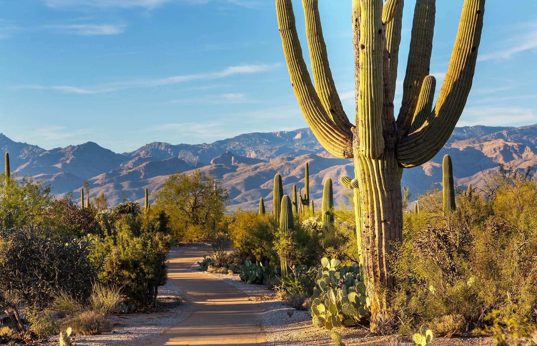 Saguaros, Saguaro National Park, Arizona