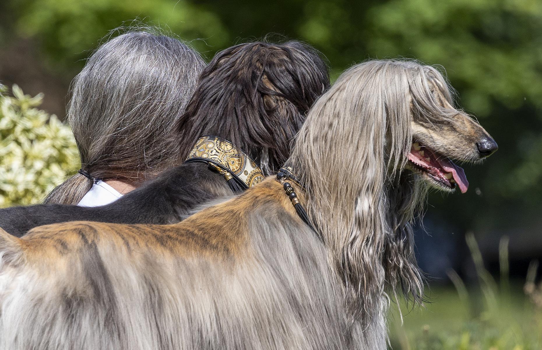 The three greys