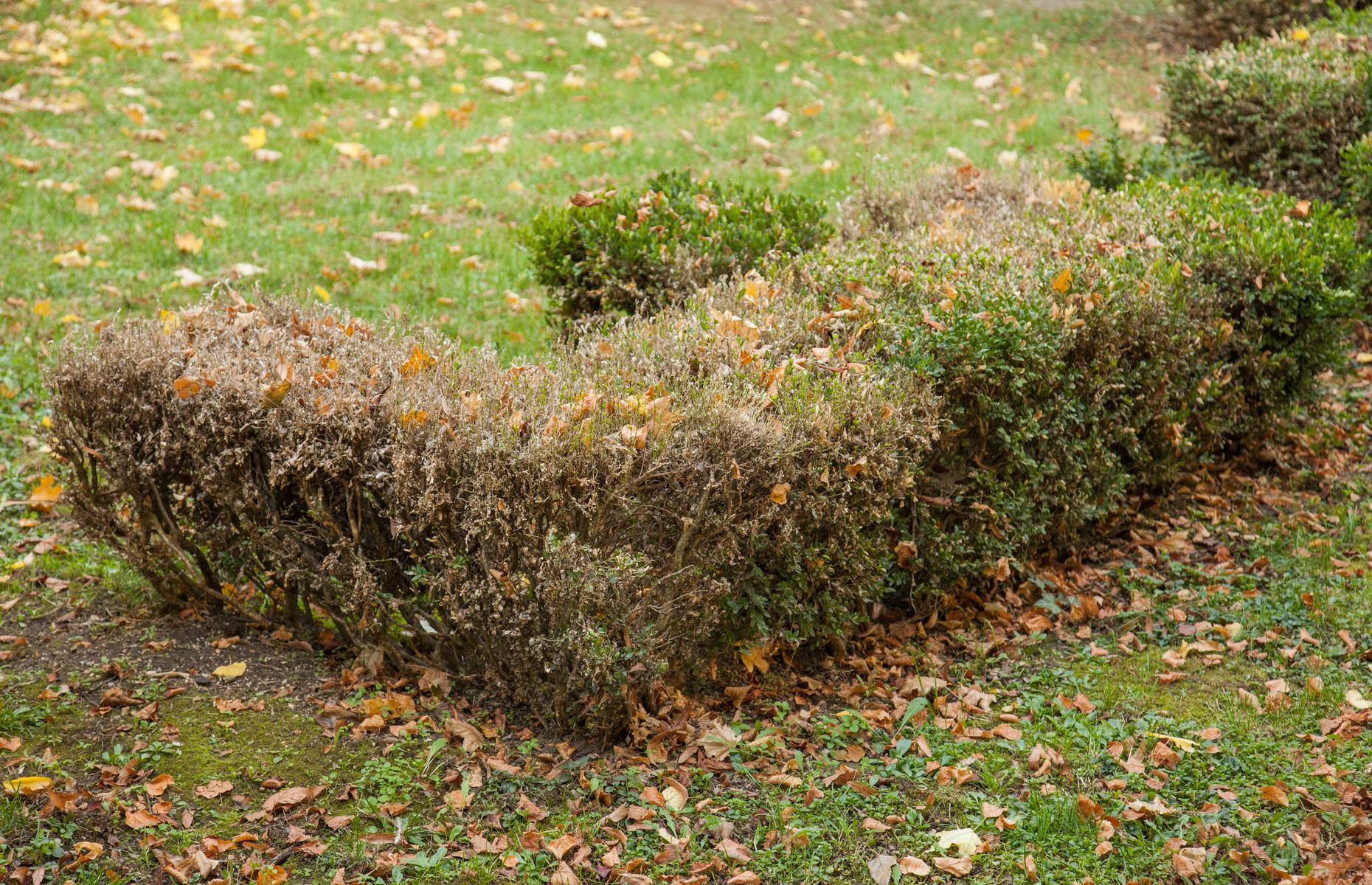 Box blight: symptoms
