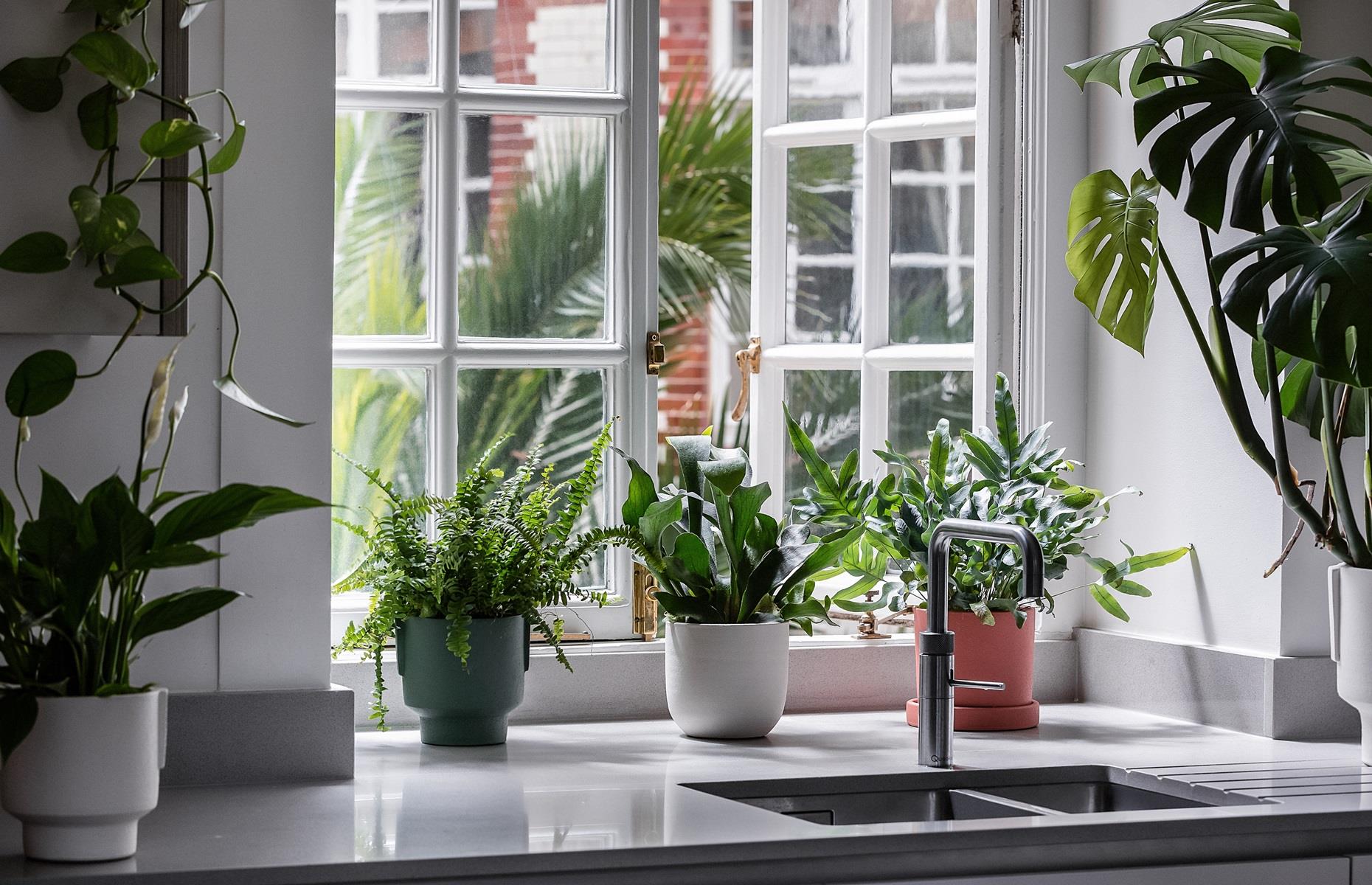 Select house plants carefully
