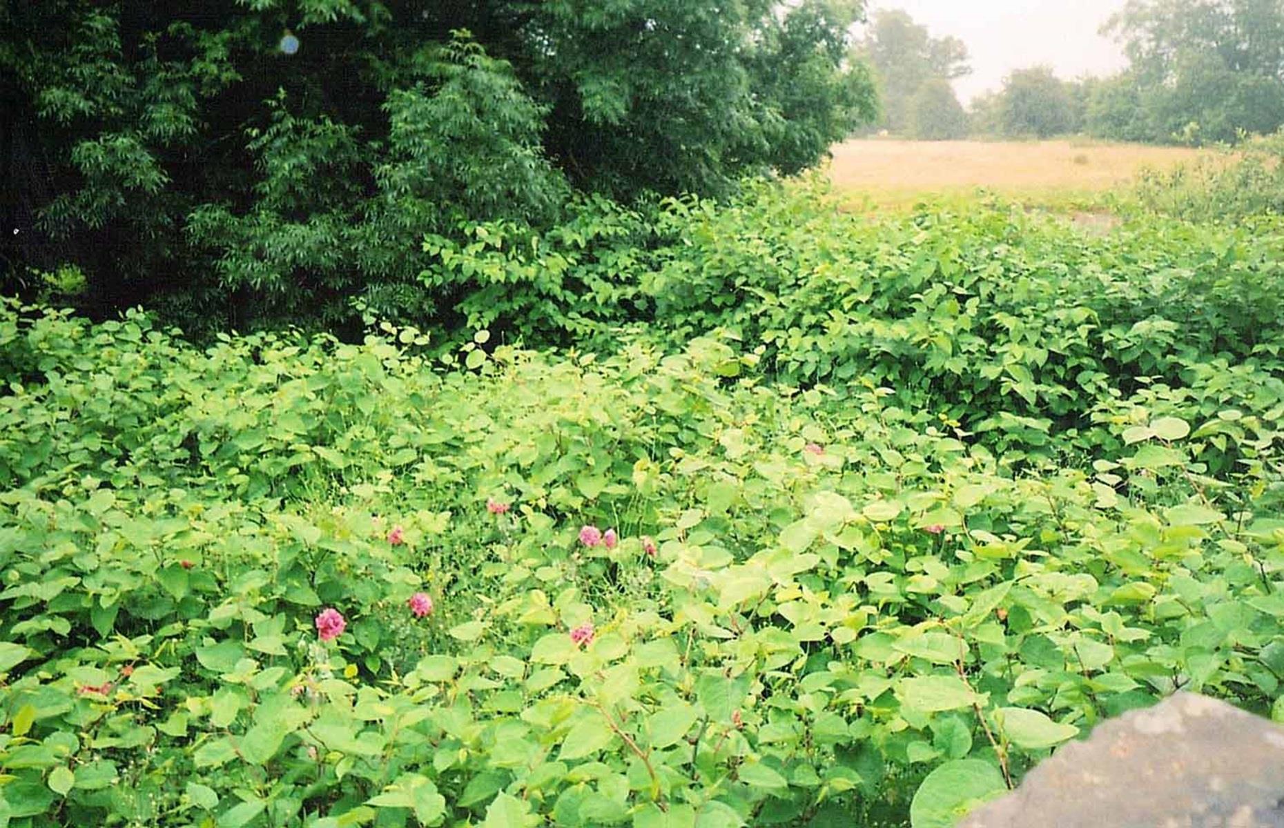 What to do if there is Japanese knotweed on your property