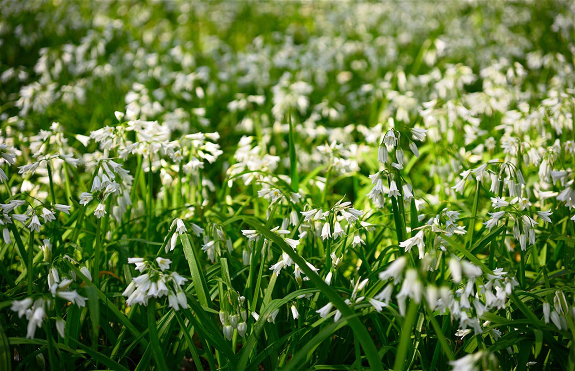 Three-cornered garlic (Allium triquetrum)