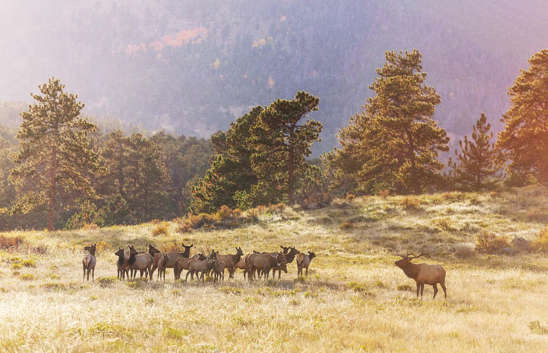 Wildlife, Rocky Mountain National Park, Colorado