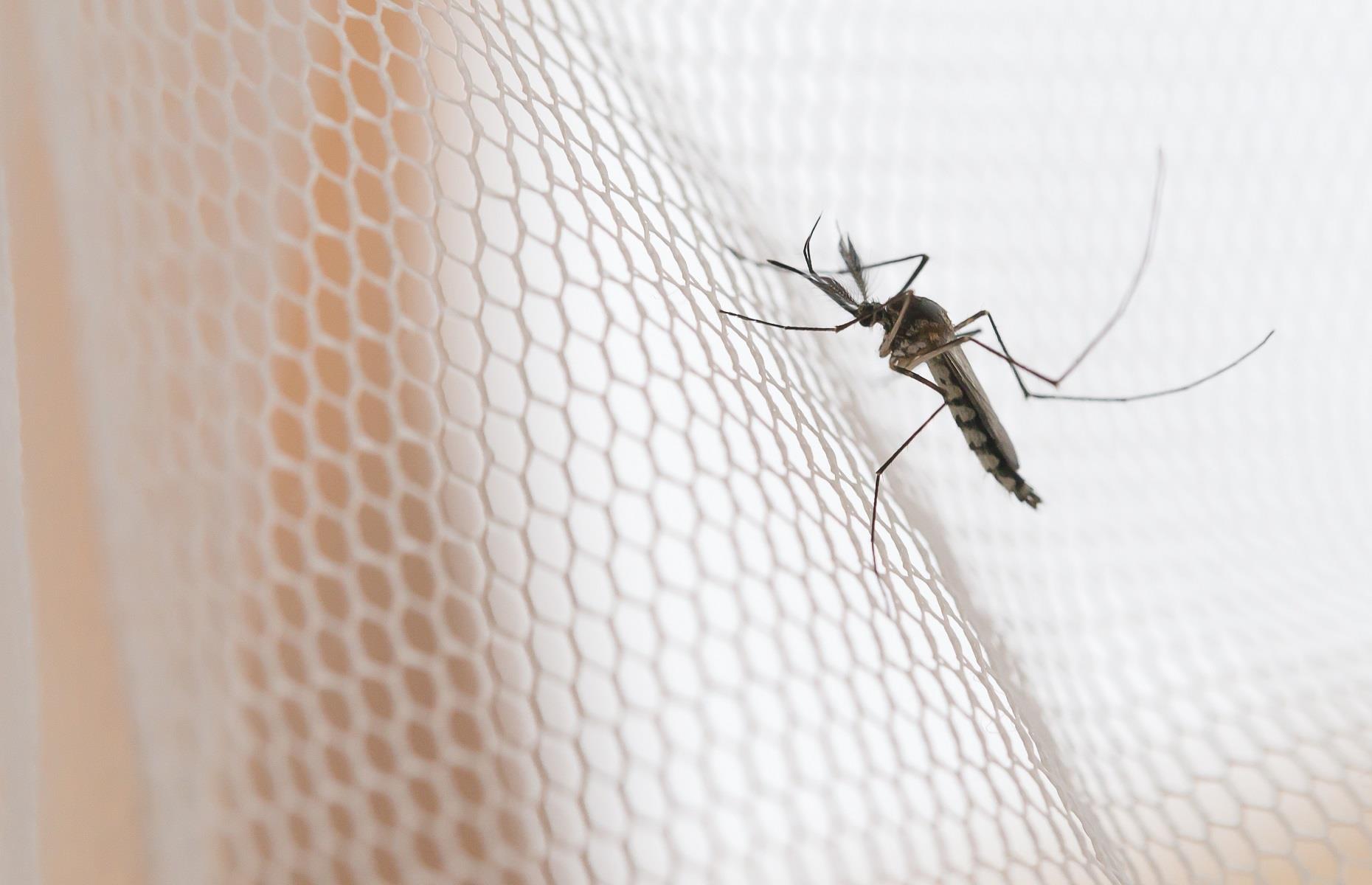 Household pest: mosquitoes and gnats