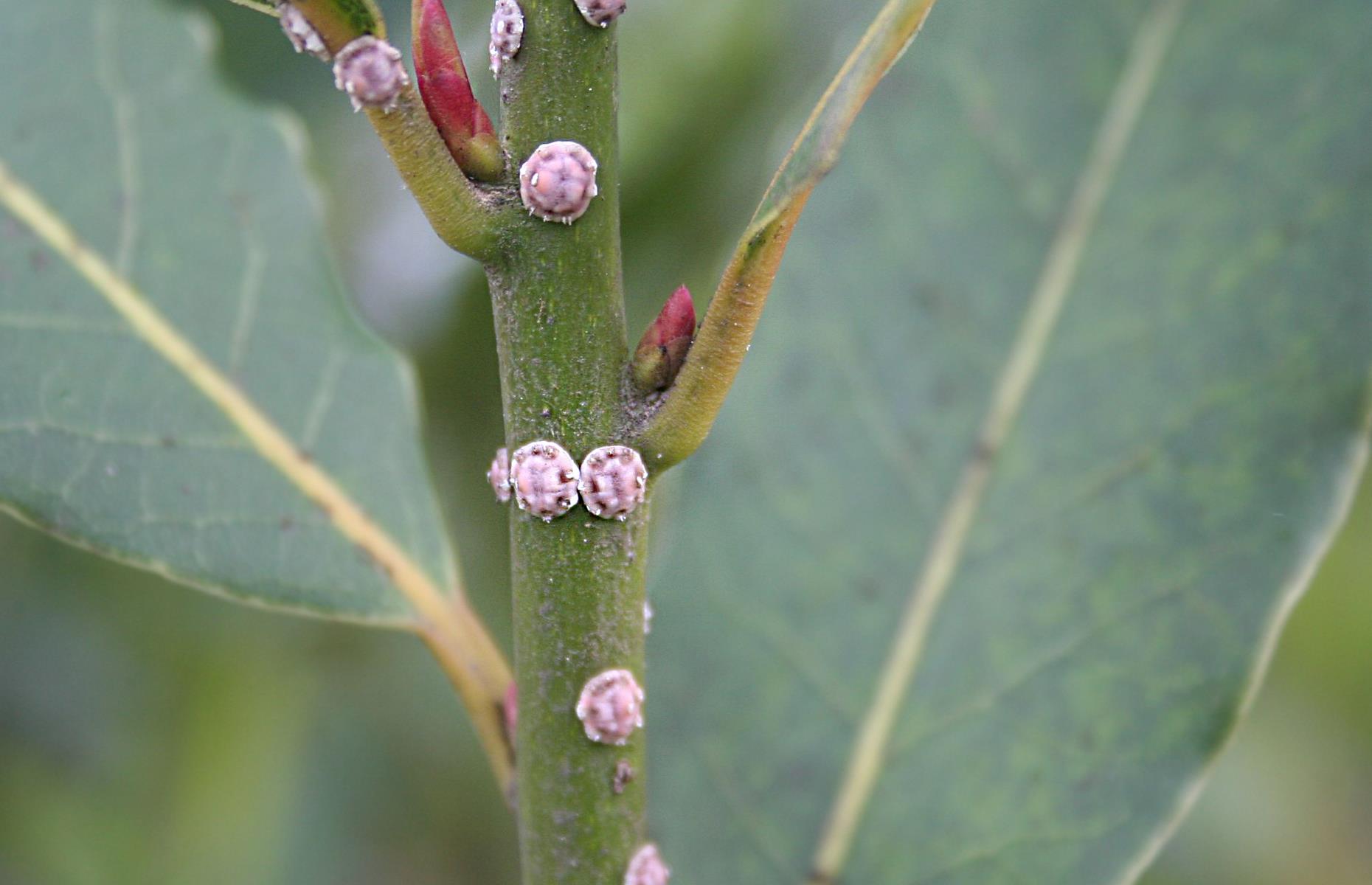 Die rote Lebensmittelfarbe Karmin stammt von zermahlenen Insekten