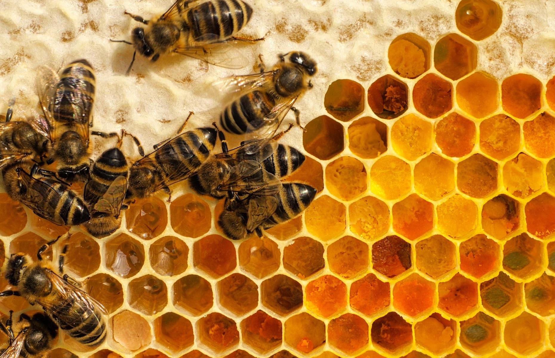 6. Honey