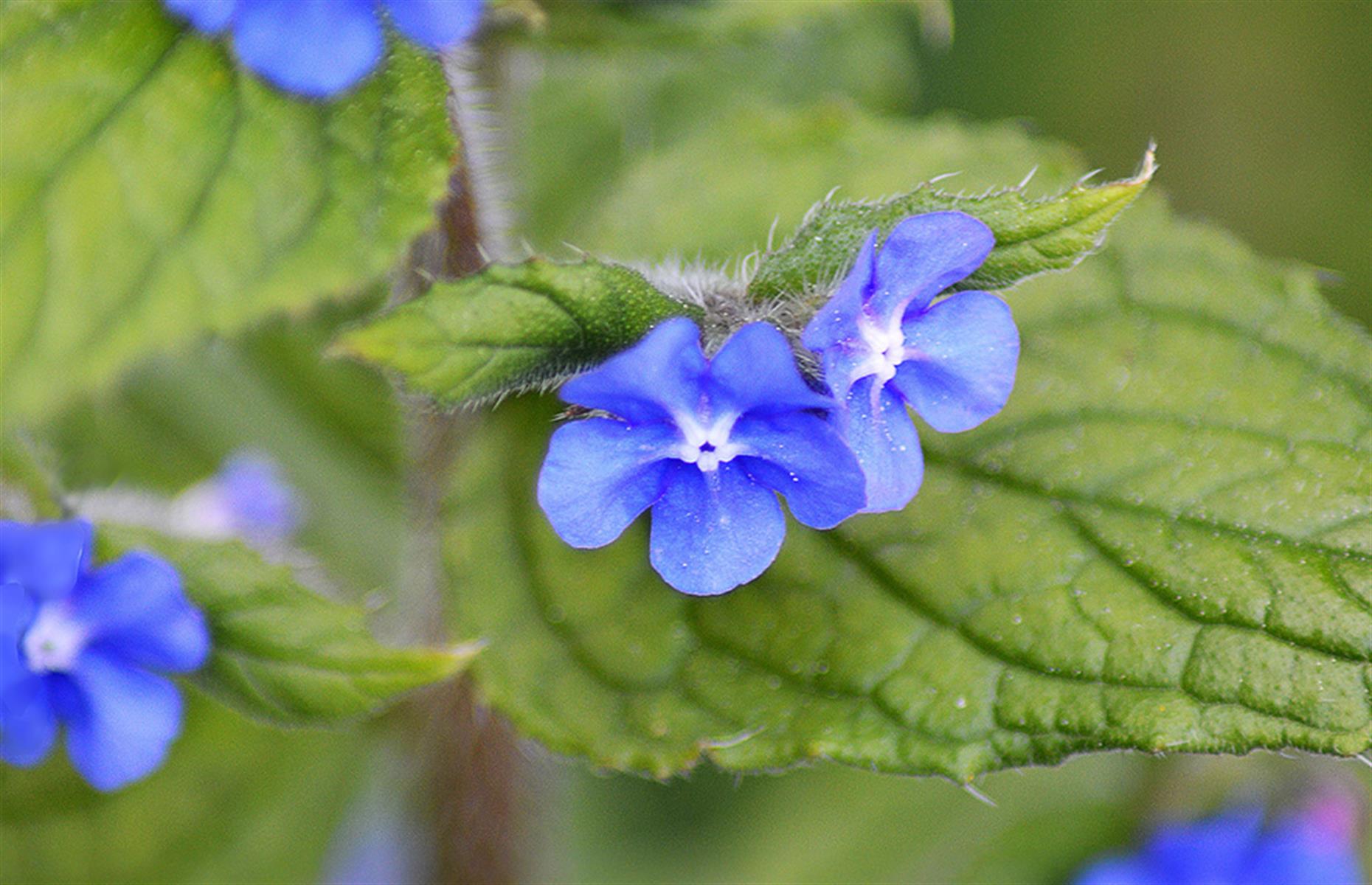 How to identify green alkanet