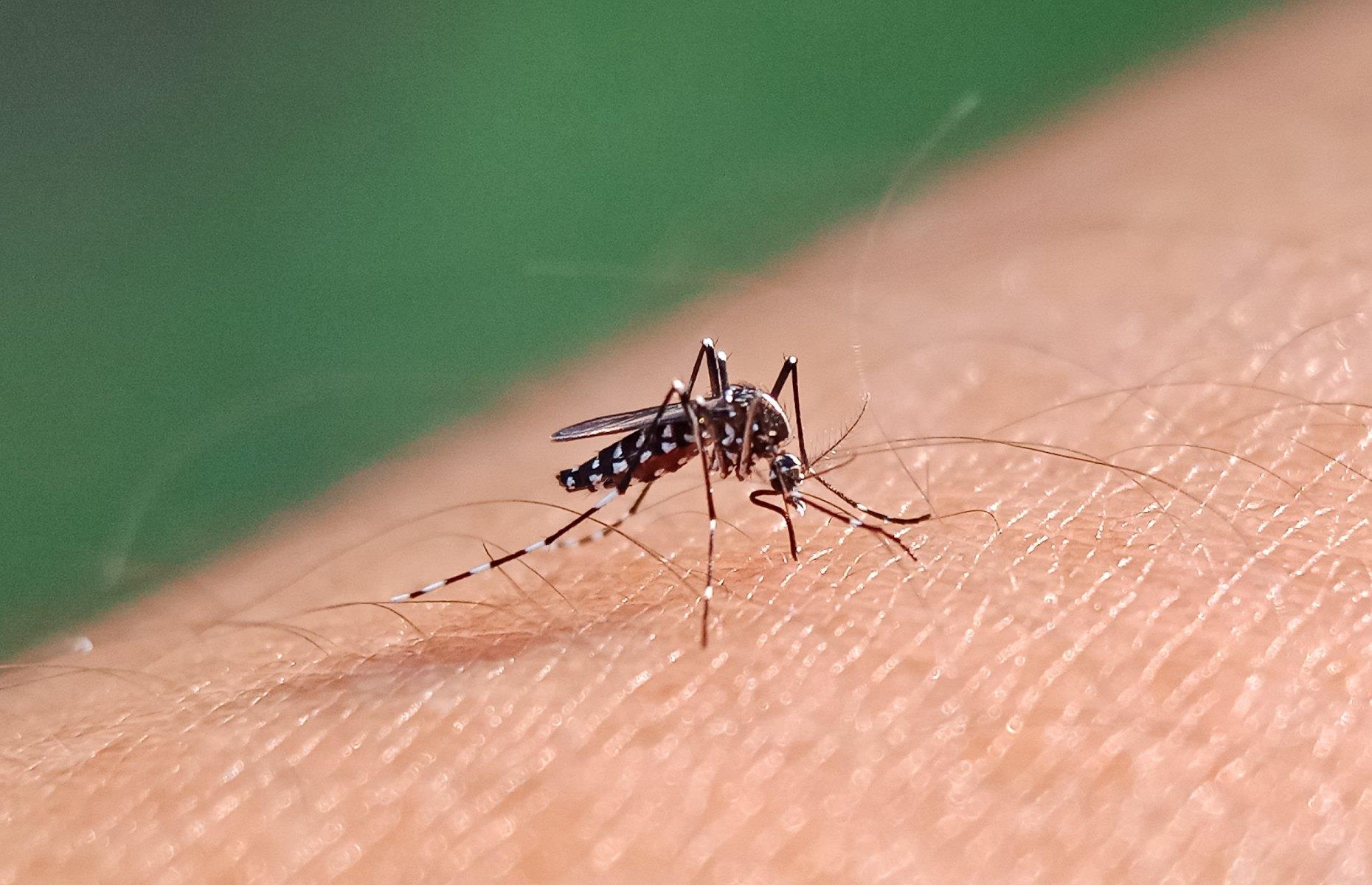 6. Mosquito
