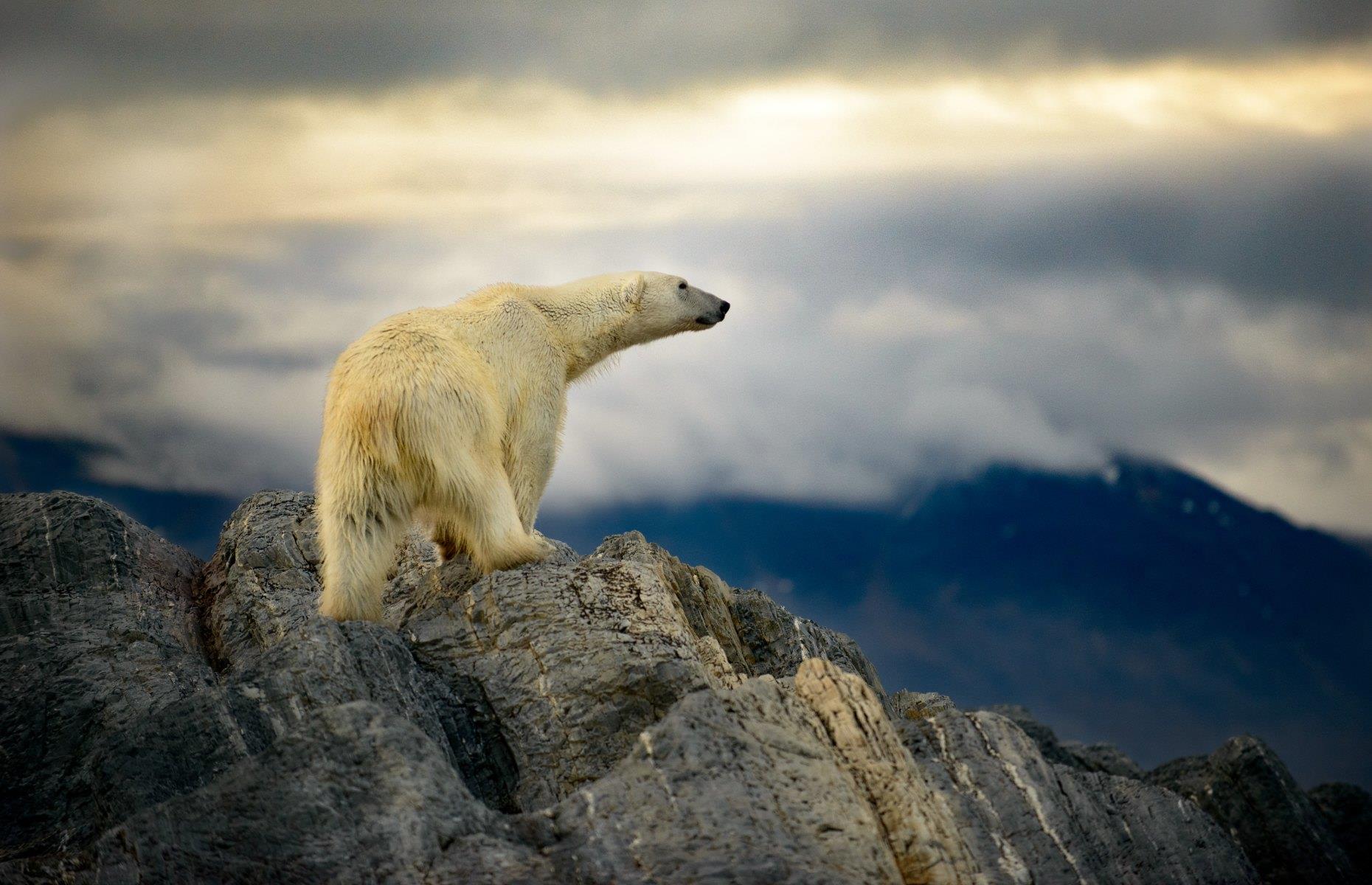 1. Polar bear