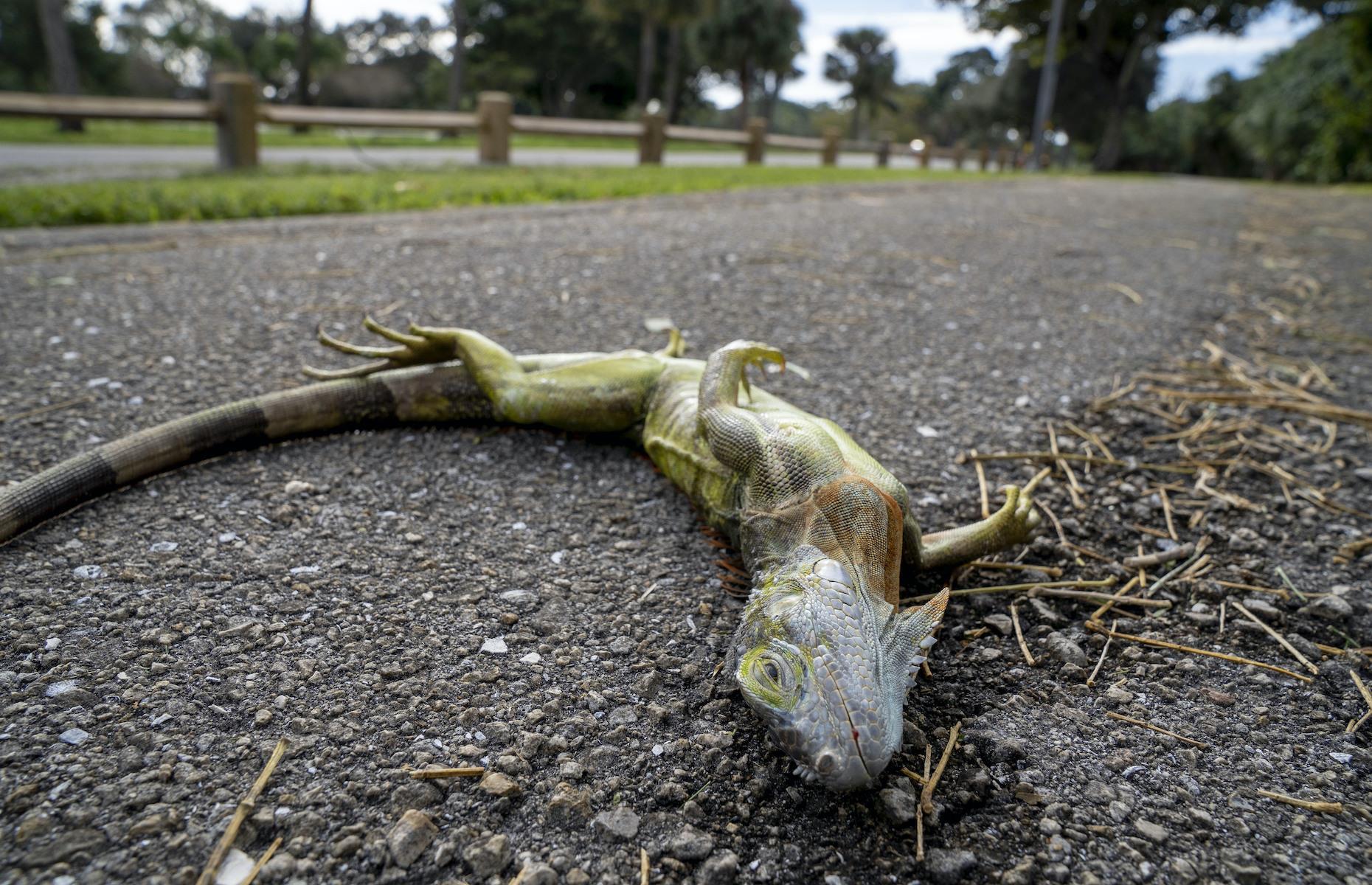 It can rain frozen iguanas in Florida
