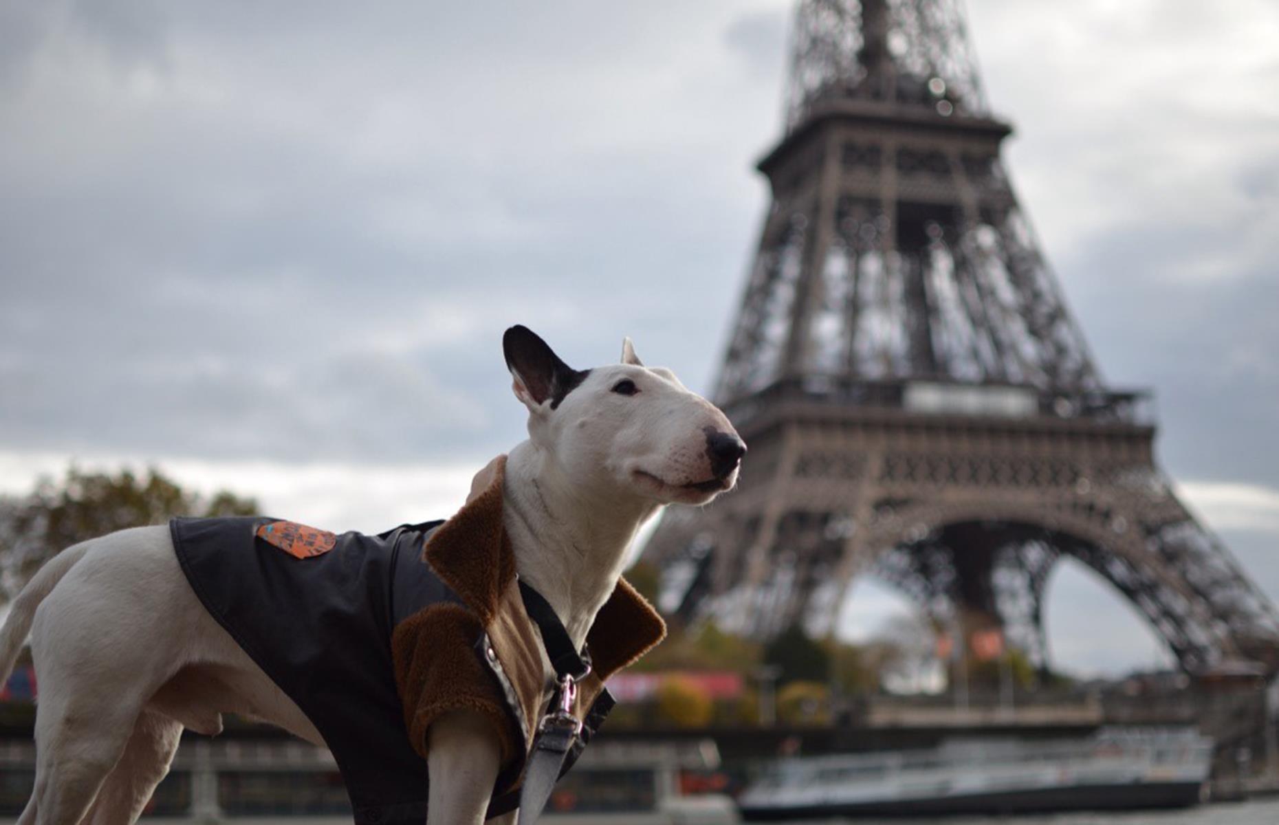 Rocky the Traveller