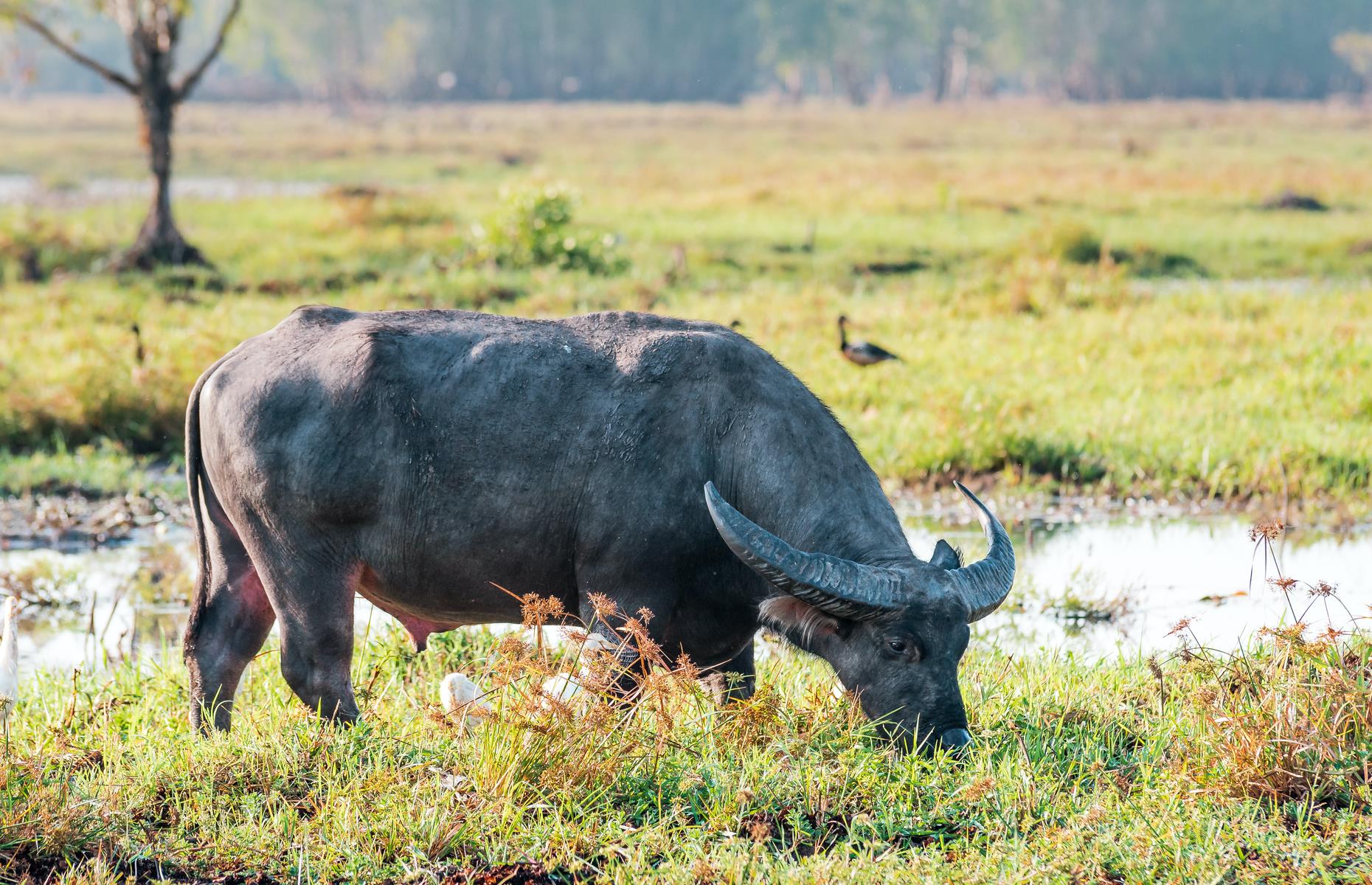 Water buffalo, Northern Territory