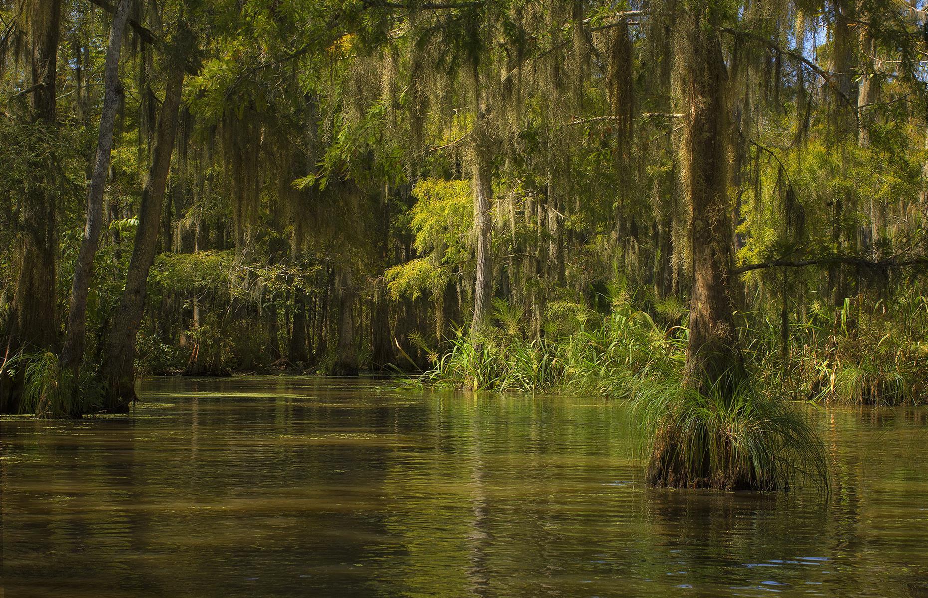 29. The 'move away from the swamp' diet