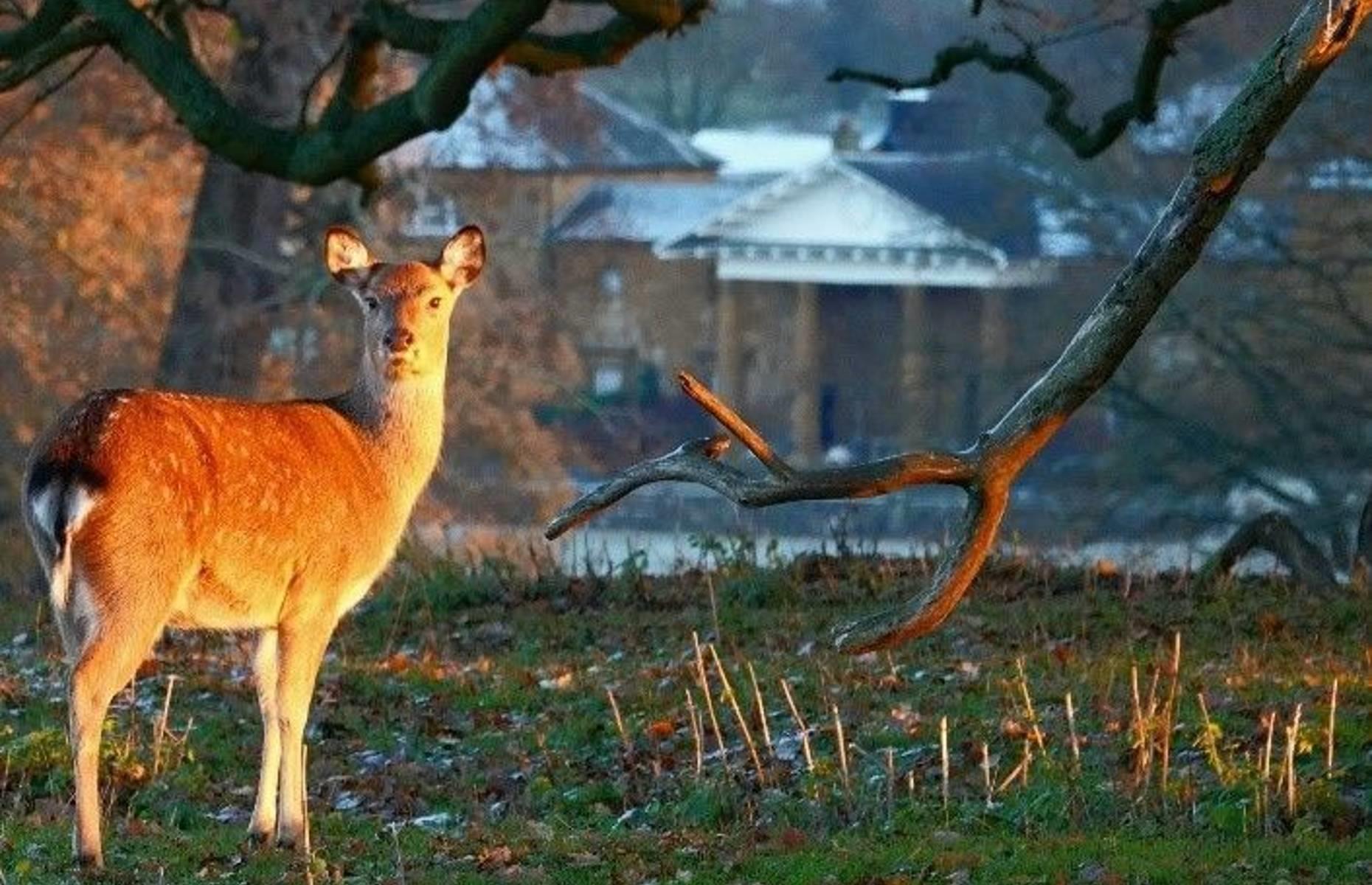 Das Gelände von Althorp