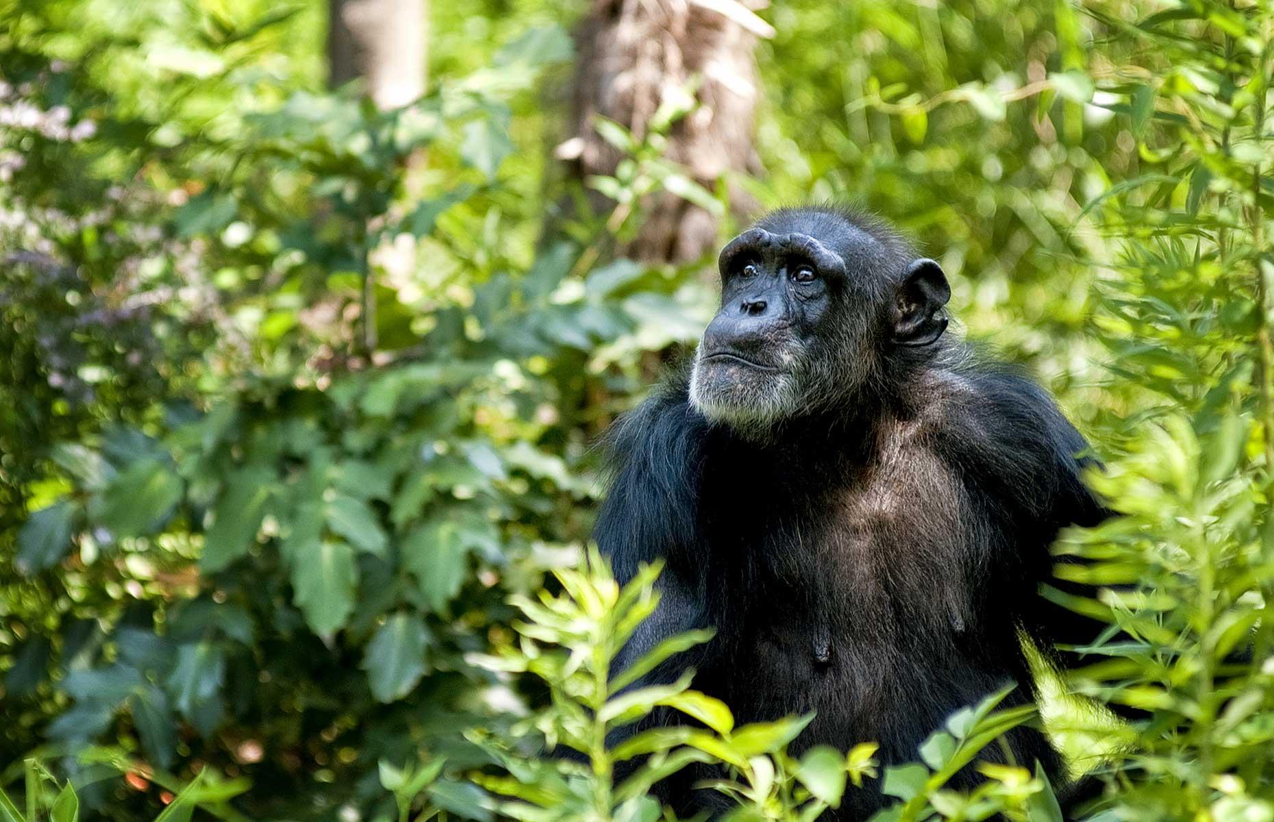 Sierra Leone: 54,000 visitors per year