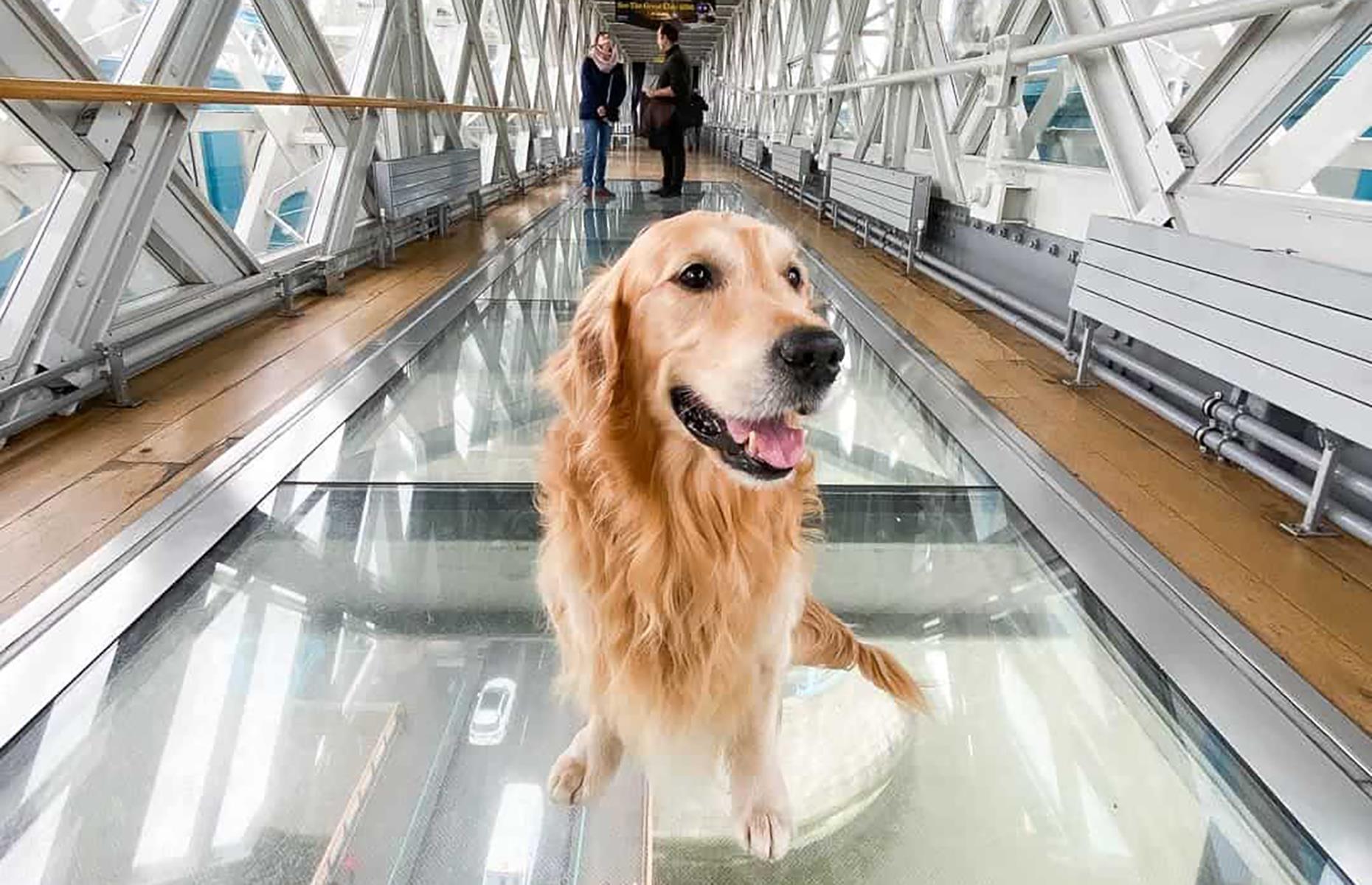 The best places to travel with your dog