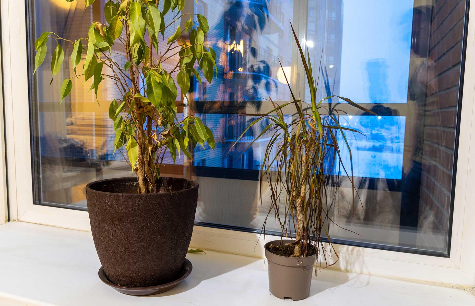 Lose any dead plants