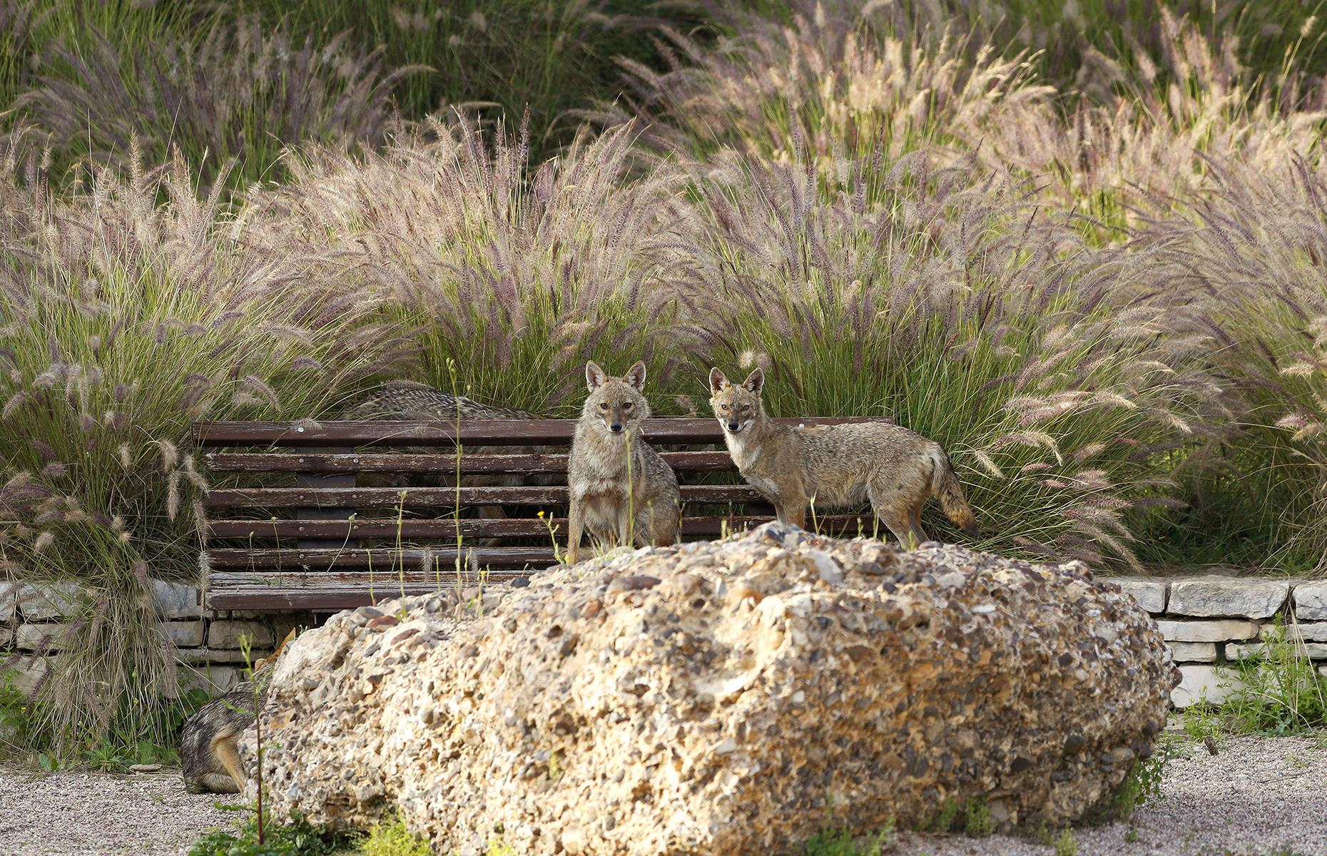 Jackals take over a park in Tel Aviv, Israel