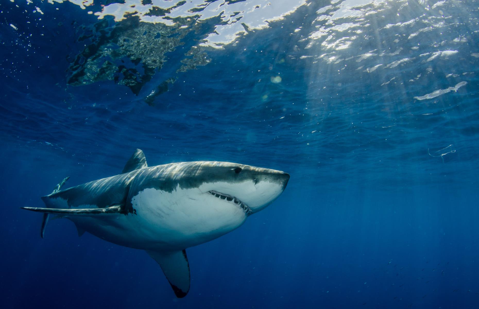 Great white shark