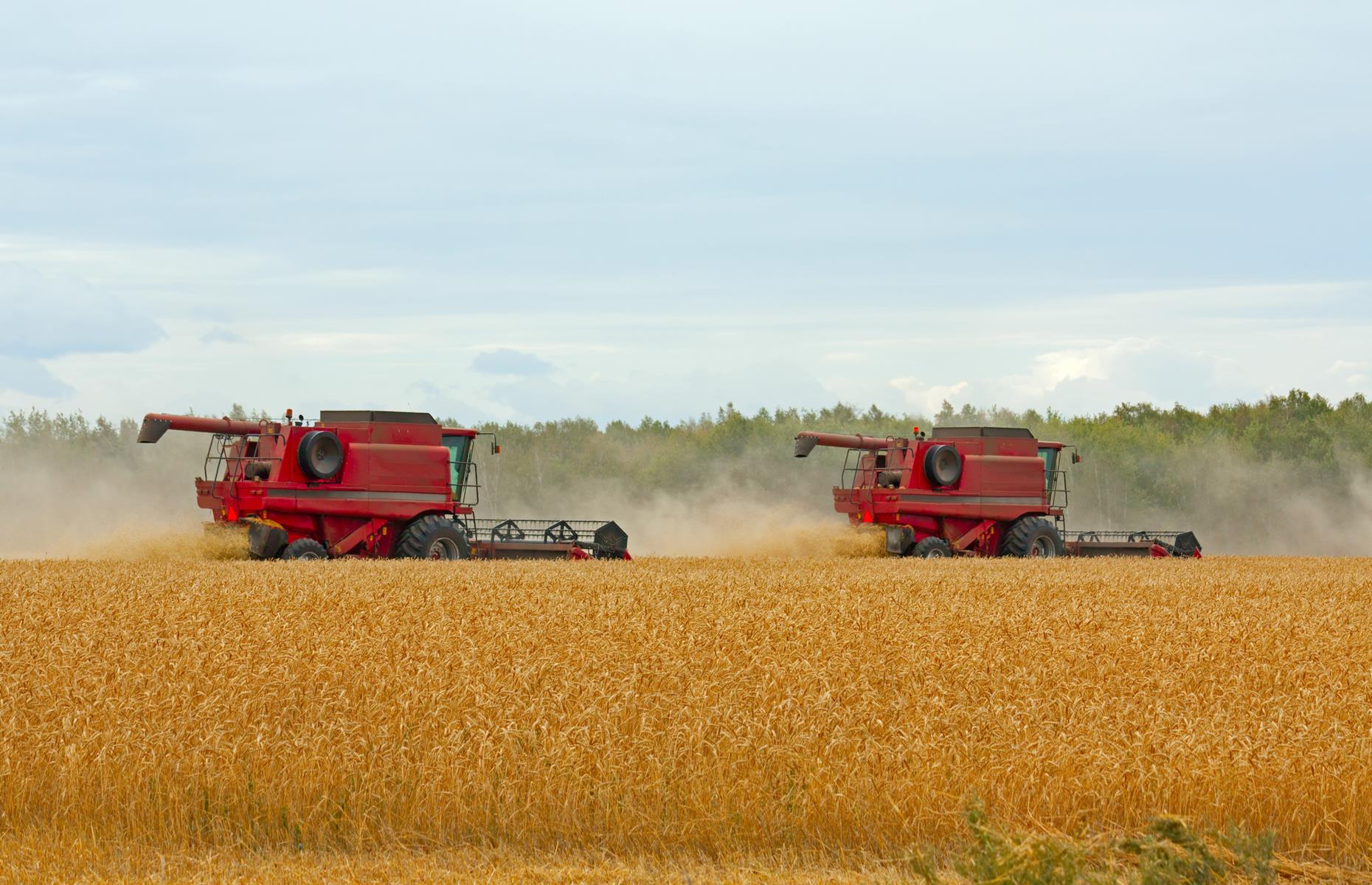 Russian wheat surplus hits European markets