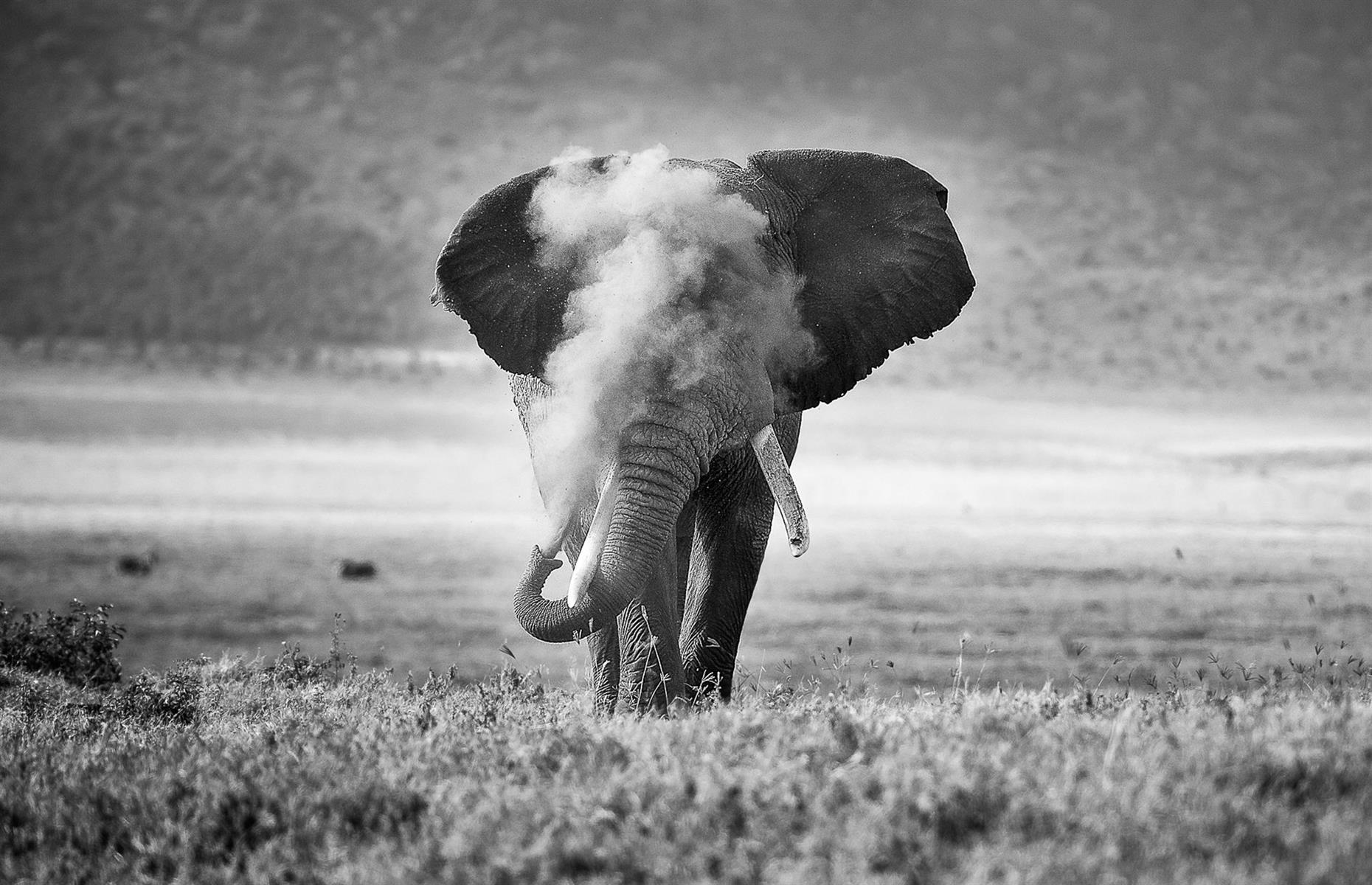 African Elephant Puffing Dust