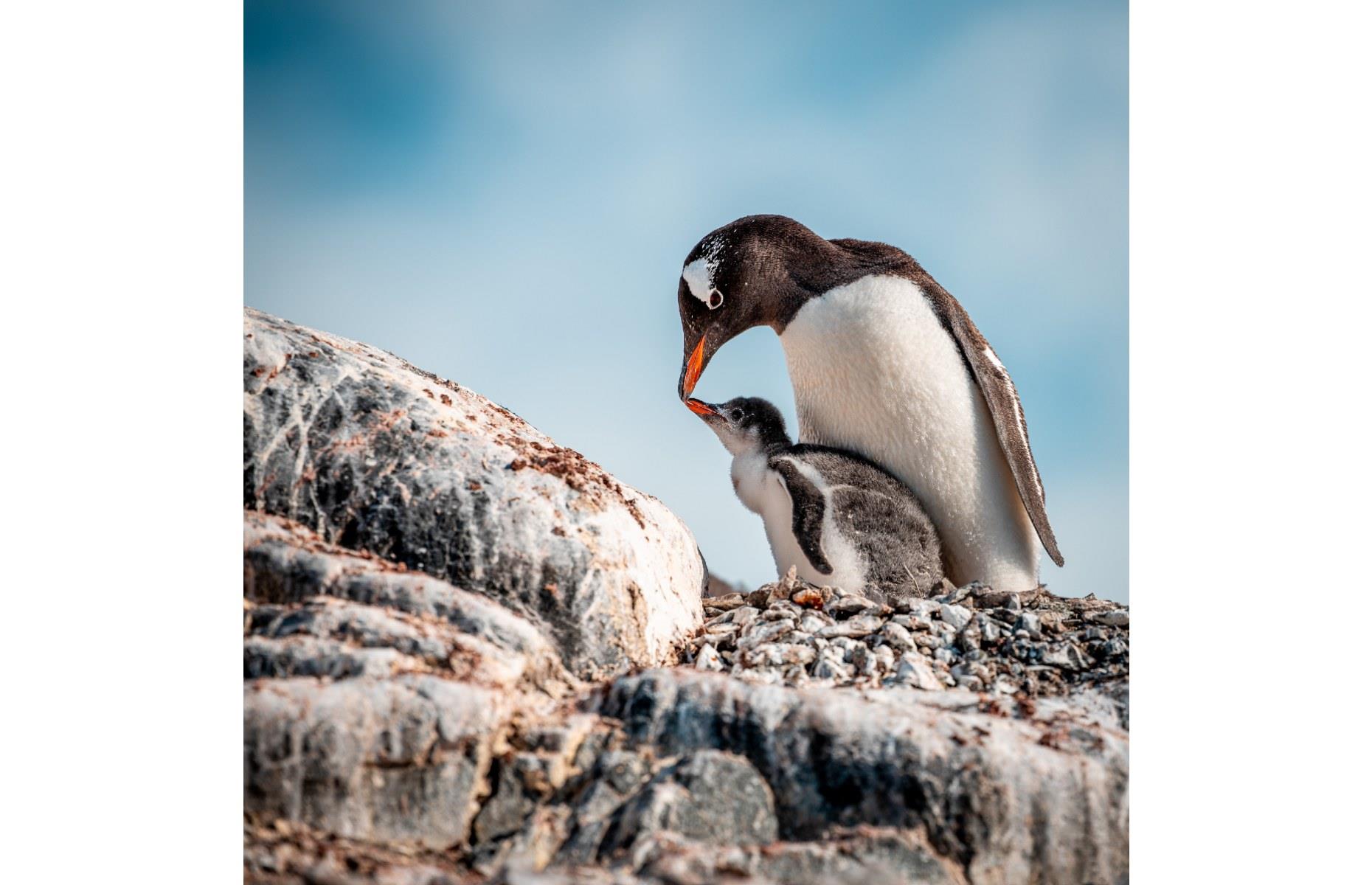 A penguin and its chick