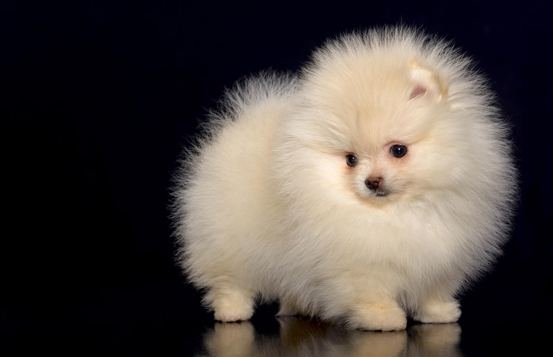 Pomeranian Spitz: $2,500 (£1.95k)