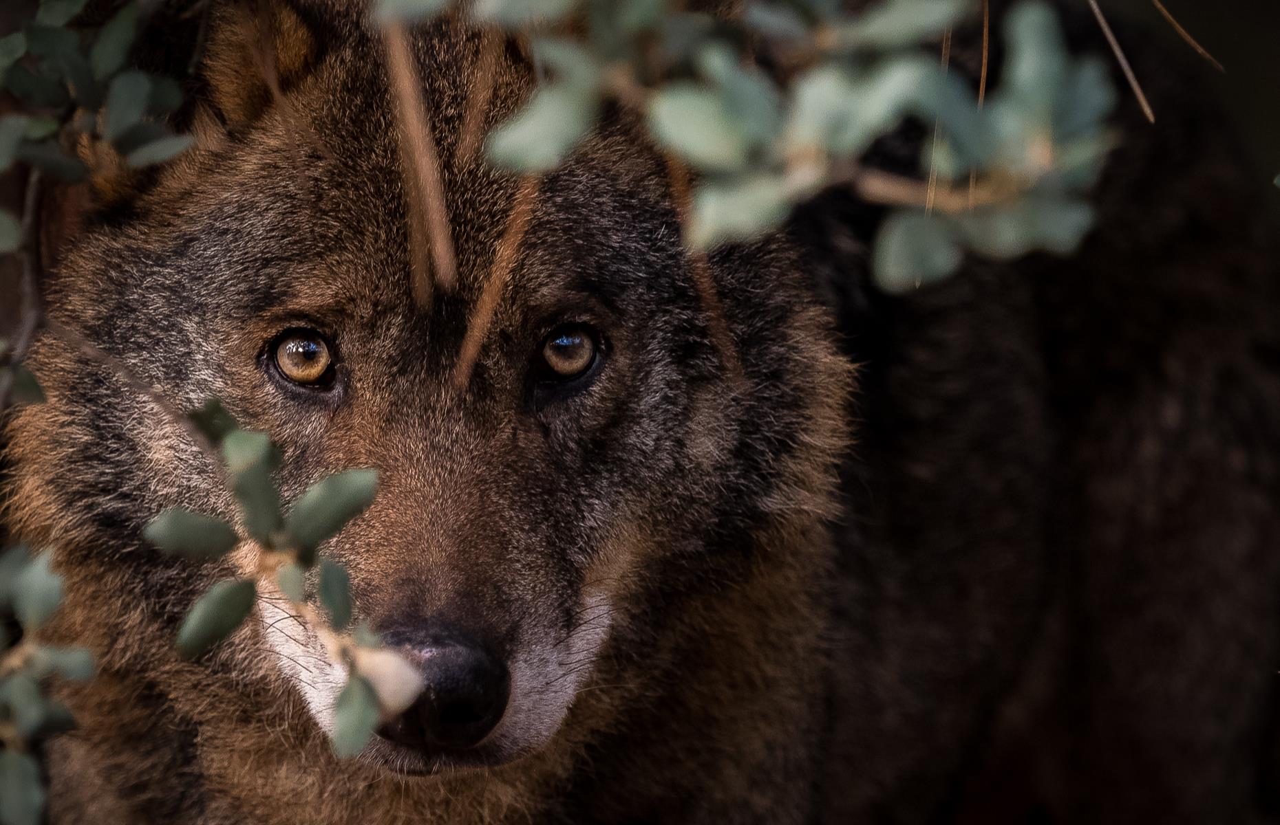 Track wolves in Spain