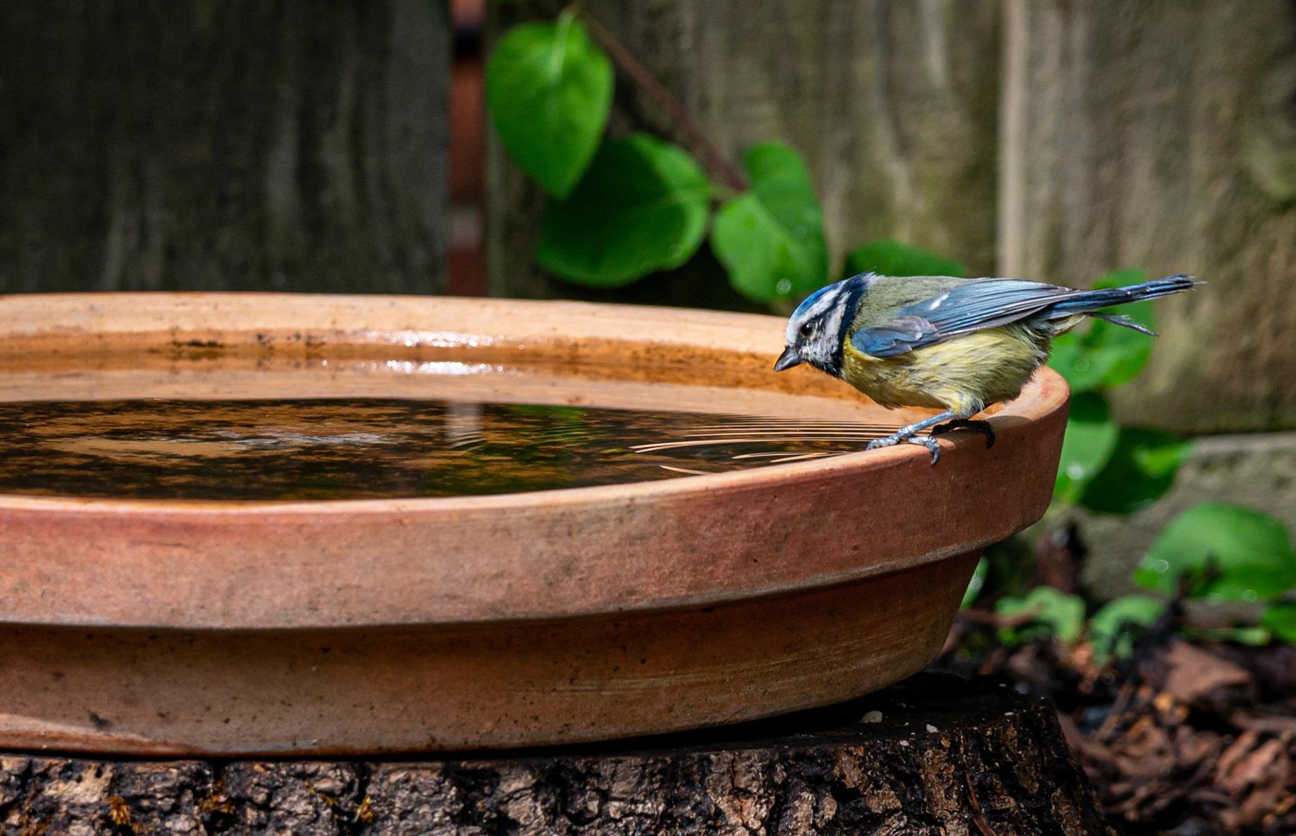 Don't overlook the bird bath