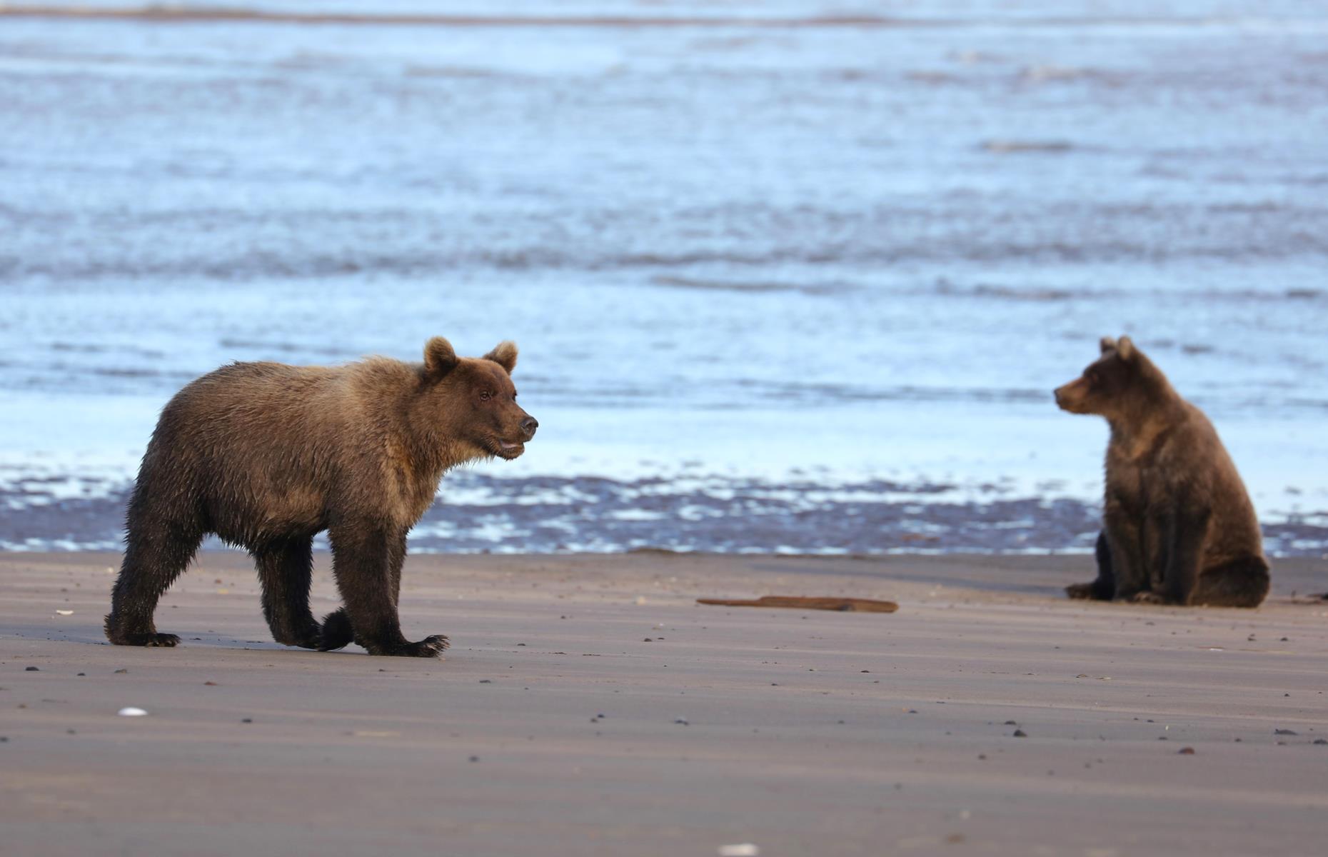 Swap Denali for the bears and mountains of Lake Clark National Park in Alaska