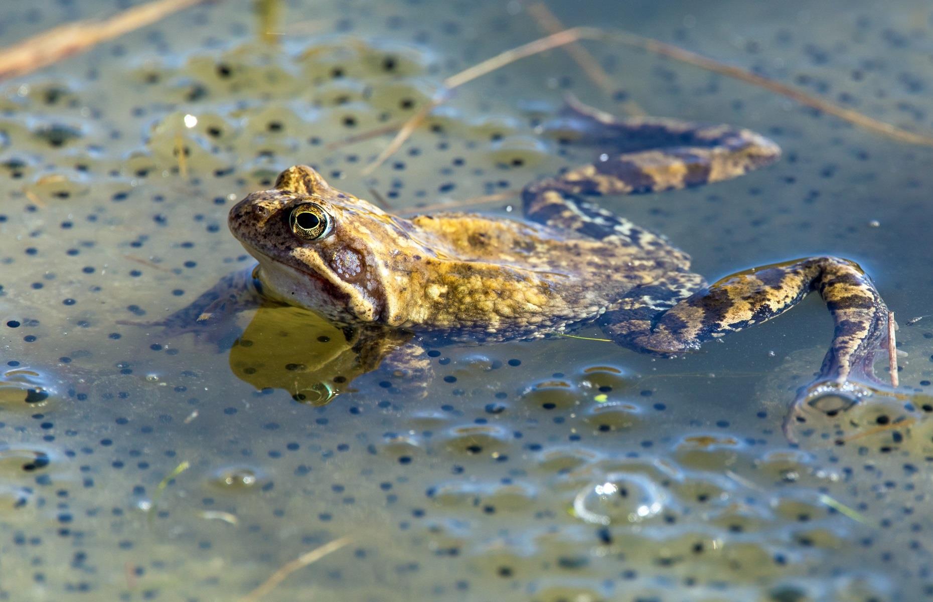 How to get rid of frogs and toads legally